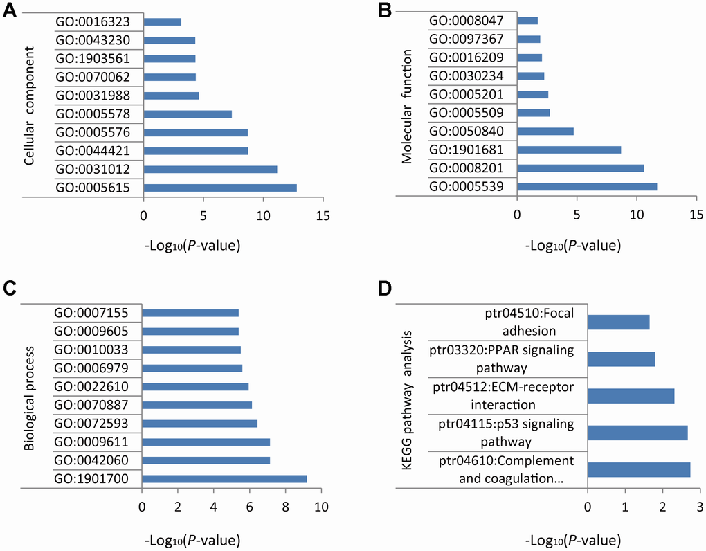 GO and KEGG enrichment analysis of DEGs in NSCLC. (A) Cellular component. (B) Molecular function. (C) Biological process. (D) Biochemical and signal transduction pathways revealed by KEGG pathway analysis.