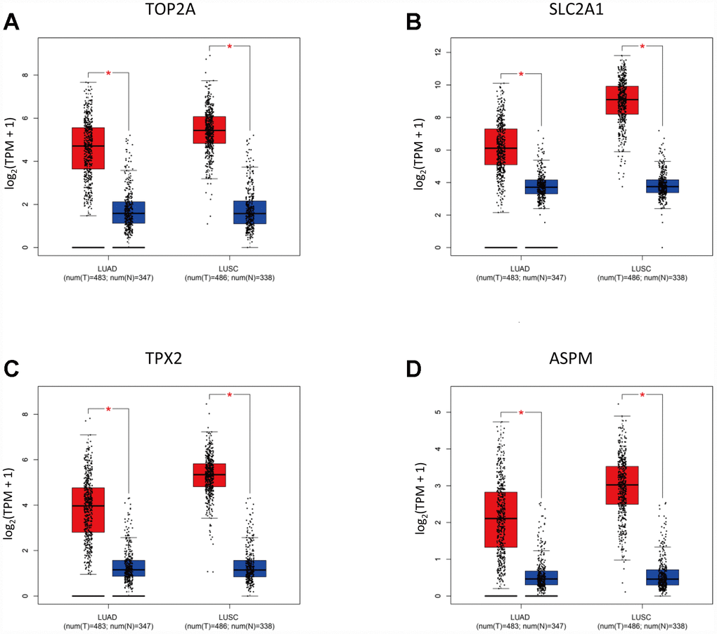 Validation of selected DEGs by GEPIA. (A–D) Expression of TOP2A, SLC2A1, TPX2, and ASPM in NSCLC subtypes (LUAD, n = 483; LUSC, n = 486) and normal lung tissues.