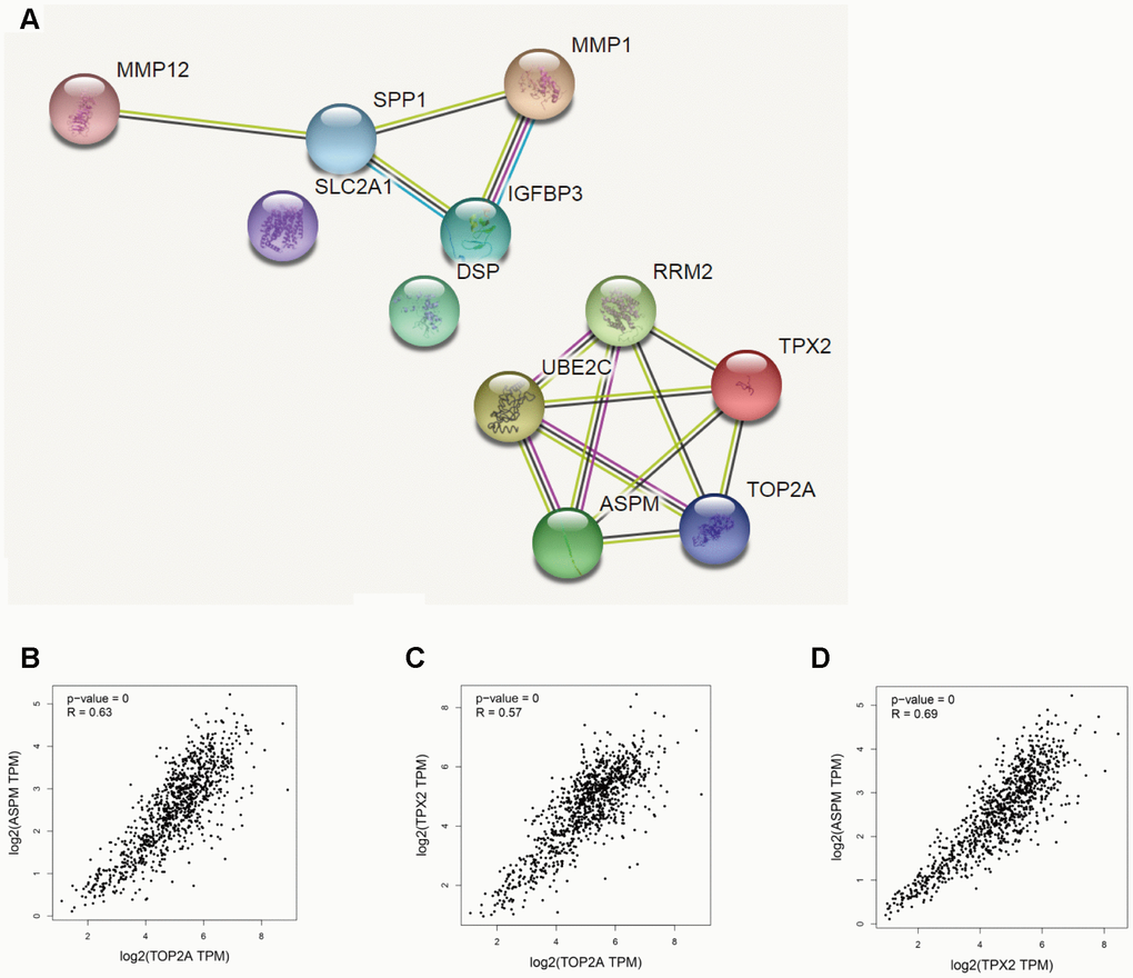 Correlation analysis of DEGs in NSCLC. (A) PPI network of upregulated DEGs. (B–D) Analysis of TOP2A, TPX2, and ASPM by GEPIA’s correlation model. The correlation coefficients for TOP2A & ASPM, TOP2A & TPX2, and TPX2 & ASPM were 0.63, 0.57, and 0.69, respectively (P = 0.000).