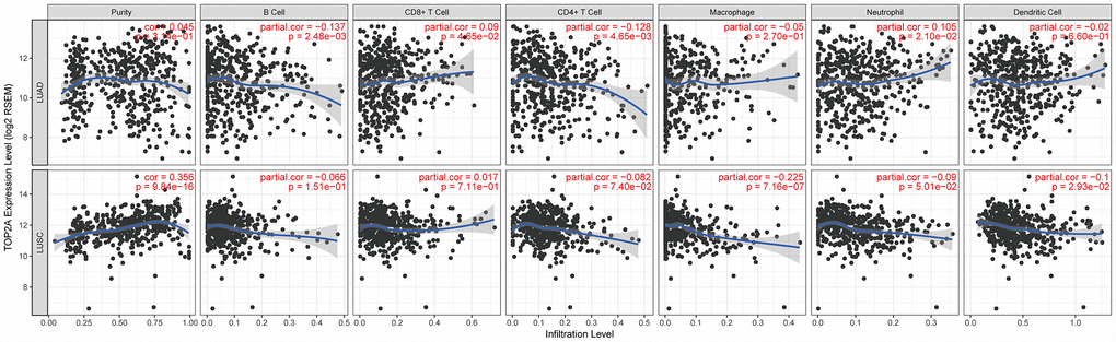 Correlation of TOP2A expression with immune cell infiltration levels in LUAD and LUSC. Tumor-infiltrating immune cells included B cells, CD4+ T cells, CD8+ T cells, neutrophils, macrophages, and DCs. Gene expression levels against tumor purity are displayed in the left-most panel.