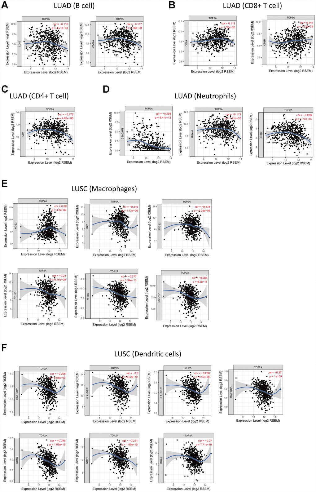 Correlation of TOP2A expression with gene markers of tumor-infiltrating immune cells in NSCLC. (A) Correlation with gene markers of B cells in LUAD. (B) Correlation with gene markers of CD8+ T cells in LUAD. (C) Correlation with gene markers of CD4+ T cells in LUAD. (D) Correlation with gene markers of neutrophils in LUAD. (E) Correlation with gene markers of macrophages in LUSC. (F) Correlation with gene markers of DCs in LUSC.