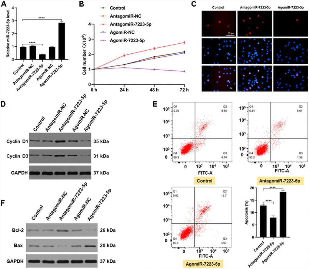 miR-7223-5p suppressed the function of MC3T3-E1 cells in vitro. (A) miR-7223-5p levels in MC3T3-E1 cells were measured by qRT-PCR after transfection with PBS (control), antagomiR-NC, antagomiR-7223-5p, agomiR-NC, or agomiR-7223-5p. (B, C) CCK8 and Edu assays were used to assess the proliferation of MC3T3-E1 cells after transfection with agomiR-7223-5p and antagomiR-7223-5p. (D) Cyclin D1 and cyclin D3 were detected by western blot after transfecting cells with agomiR-7223-5p or antagomiR-7223-5p. (E) The percentage of apoptotic MC3T3-E1 cells (Q2+Q3) was measured by flow cytometry 24 h after transfection with miR-7223-5p. Q1: dead cell; Q2: later apoptosis; Q3: early apoptosis; Q4: living cells. (F) Western blot showing Bax and Bcl-2 levels after transfecting cells with agomiR-7223-5p and antagomiR-7223-5p.