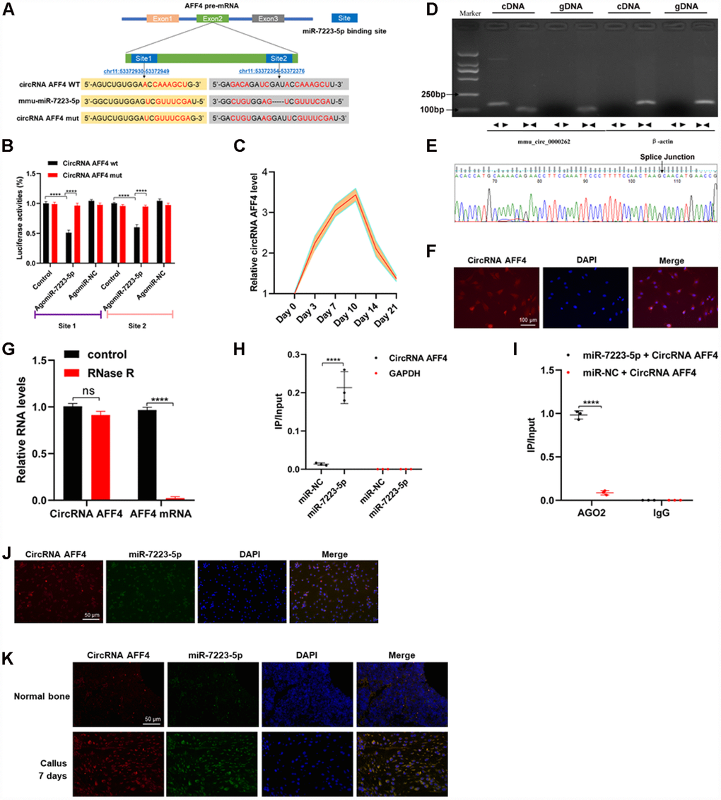 CircRNA AFF4 acted as a sponge of miR-7223-5p. (A) The target site of miR-7223-5p on circRNA AFF4 was predicted by CircBase. (B) Luciferase reporter activity of circRNA AFF4 with miR7223-5p. (C) circRNA AFF4 levels in the calluses measured by qRT-PCR during fracture healing. (D) Agarose gel electrophoresis showing that divergent primers amplified circRNAAFF4 in complementary DNA (cDAN) but not genomic DNA (gDNA). (E) The amplified product of specific divergent primers was confirmed to be of circRNA AFF4 by sequencing. (F) Expression and location of circRNA AFF4 in MC3T3-E1 determined by fluorescence in situ hybridization (FISH). circRNA AFF4 was labelled with Cy3. (G) circRNA AFF4 and AFF4 mRNA levels in MC3T3-E1 cells with or without RNase R treatment measured by qRT-PCR. (H) MC3T3-E1 cells were transfected with biotinylated miR-7223-5p or miR-NC. circRNA AFF4 and GAPDH levels quantified by qRT-PCR, and relative ratios of immunoprecipitate to input. (I) AGO2 RNA immunoprecipitation in MC3T3-E1 cells transfected with miR-7223-5p. circRNA AFF4 levels measured by qRT-PCR, and relative ratio of IP to input. (J) RNA FISH showing co-localization of circRNA AFF4 and miR-7223-5p in the cytoplasm of MC3T3-E1 cells. (K) RNA FISH showing co-localization of circRNA AFF4 and miR-7223-5p in the cytoplasm of cells derived from bone and calluses. CircRNA AFF4 and miR-7223-5p were labelled with Cy3 and AFM, respectively. The cell nuclei were stained with DAPI.