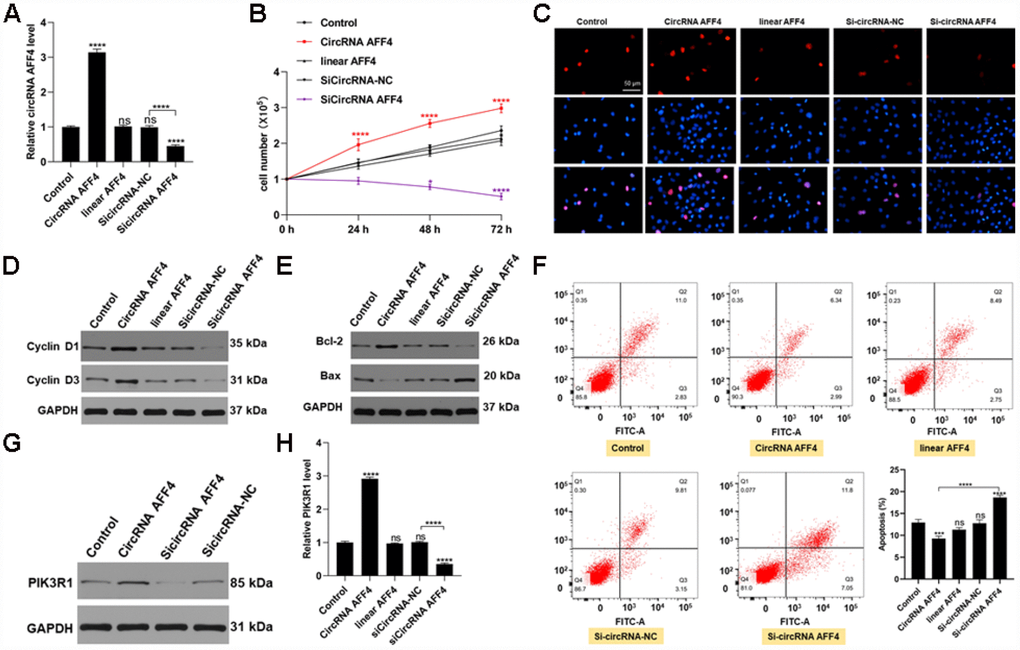 CircRNA AFF4 functioned in MC3T3-E1 cells. (A) circRNA AFF4 levels measured by qRT-PCR. (B, C) Effects of circRNA AFF4 on cell proliferation assessed by CCK8 and Edu staining. (D) Cyclin D1 and Cyclin D3 expression assessed by Western blot. (E) Bcl-2 and Bax expression measured by Western blot. (F) Flow cytometry was used to assess MC3T3-E1 apoptosis after transfection with circRNA AFF4. (G, H) PIK3R1 levels after transfection with circRNA AFF4 measured by western blot and qRT-PCR.