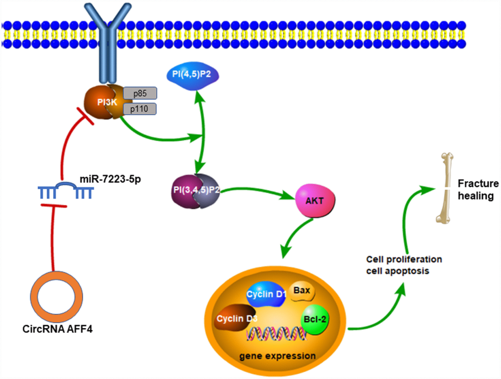 Mechanisms of circRNA AFF4 mediated fracture healing. CircRNA AFF4 acts as sponge of miR-7223-5p, leading to PI3K-AKT activation, which accelerates fracture healing via promoting cell proliferation and inhibiting apoptosis.