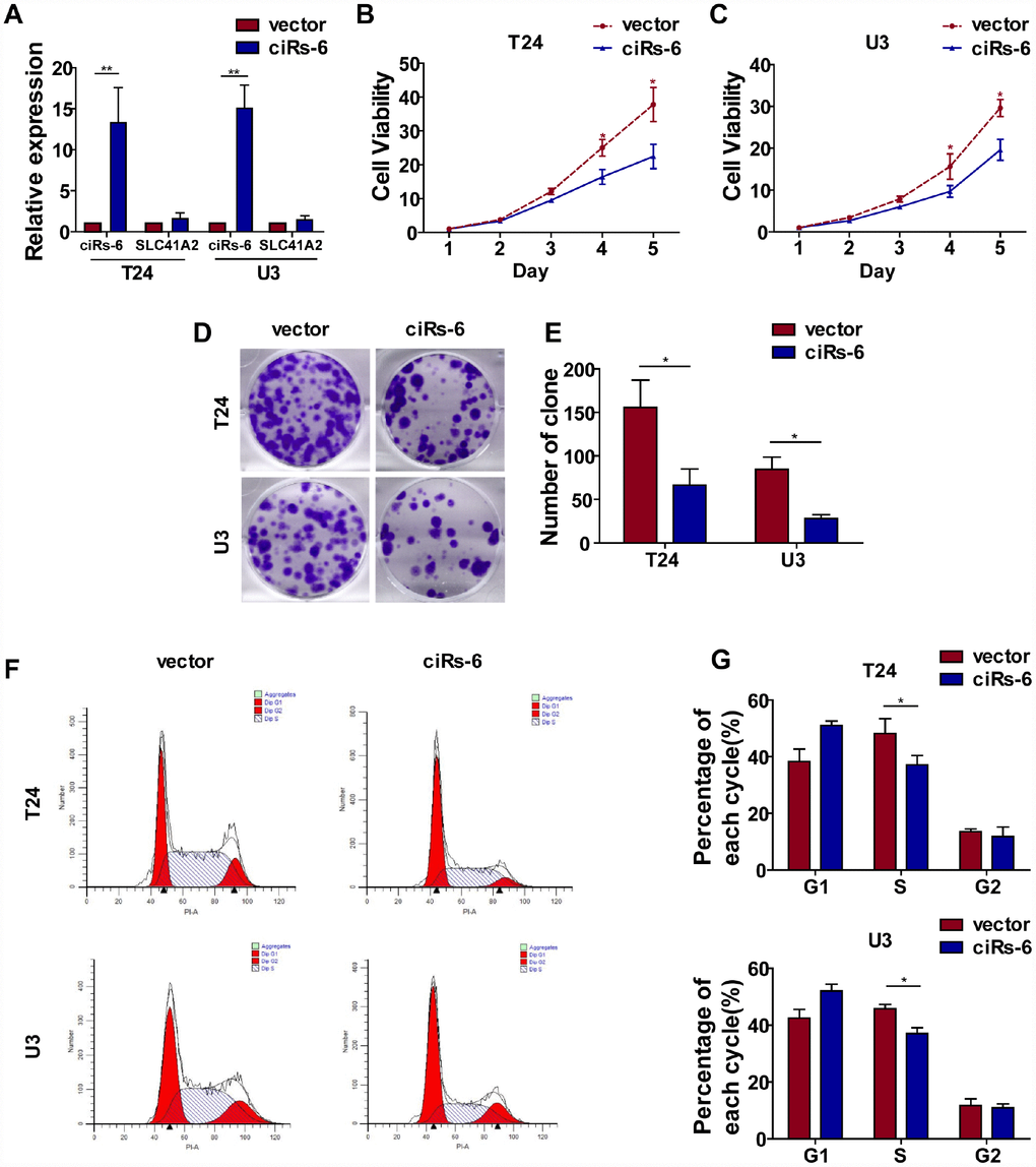 Overexpression of ciRs-6 suppresses bladder cancer growth in vitro and in vivo. (A) The levels of ciRs-6 and SLC41A2 in ciRs-6 overexpressed bladder cancer cells were determined by qPCR; (B, C) CCK8 assays were performed to evaluate cell viability; (D, E) clone formation assays were used to evaluate the ability to form clones; (F, G) cells in the S phase were assessed by cell cycle analysis; (H–J) mouse subcutaneous tumor model was used to detect the suppressive role of ciRs-6 in tumor growth in vivo. Each group contained 5 mice. The results are displayed as the mean±SEM, *p