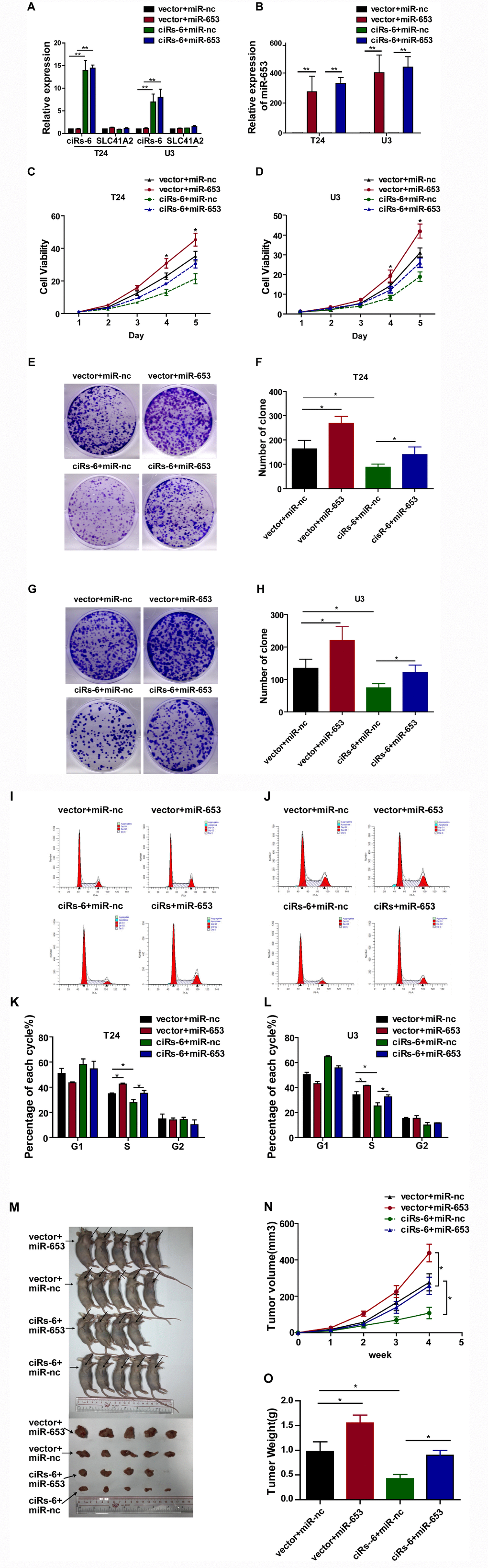miR-653 rescues the tumor suppressive effect of ciRs-6 in bladder cancer. (A, B) qPCR was used to detect the levels of ciRs-6, SLC41A2 and miR-653 in each group; (C, D) CCK8 assays were performed to evaluate cell viability; (E–H) clone formation assays were used to evaluate clone forming ability; (I–L) cells in S phase were assessed by cell cycle analysis; (M–O) mouse subcutaneous tumor model experiments were used to detect in vivo tumorigenic effects. Each group contained 5 mice. The results are displayed as the mean±SEM, *p
