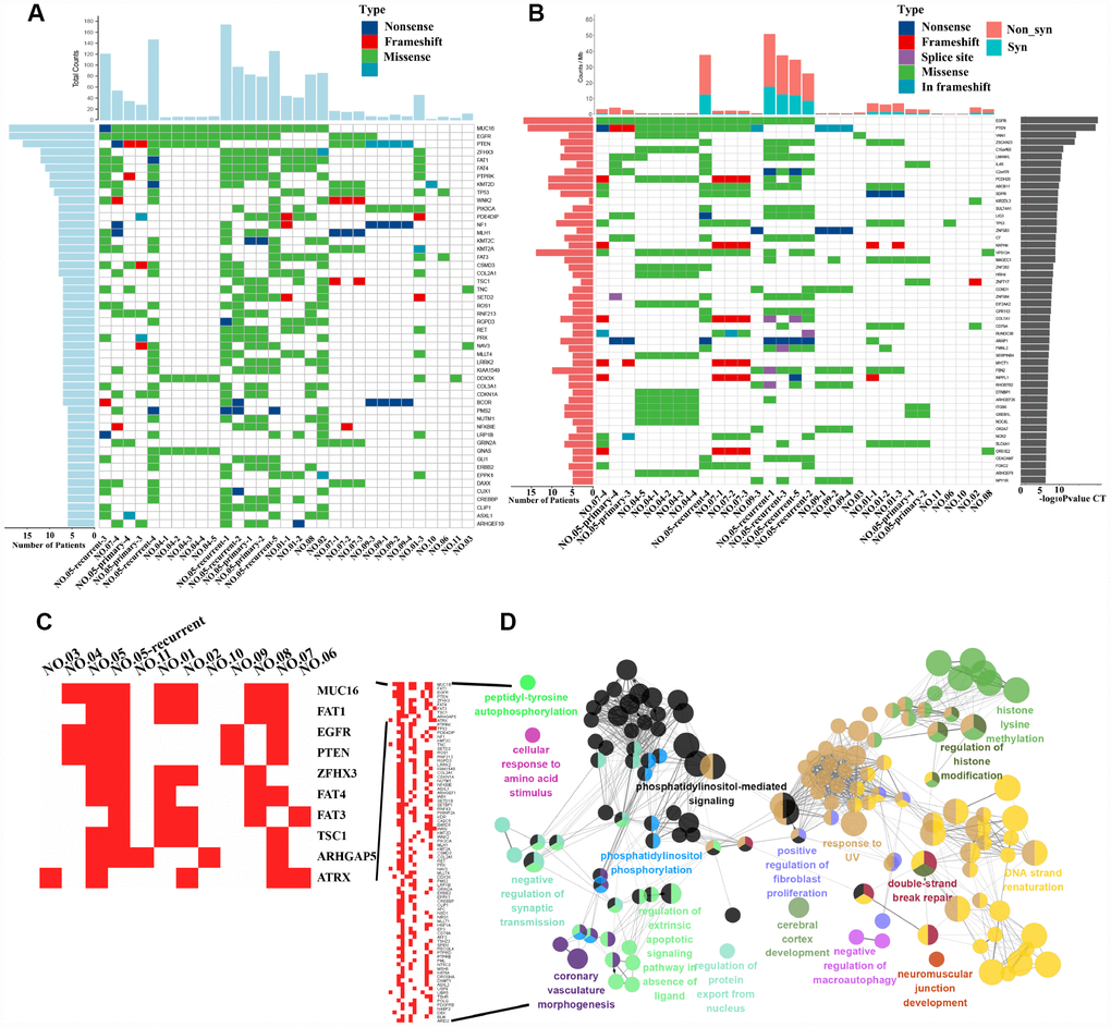 Driver gene mutation analysis and significantly mutated genes (SMGs) in GBM. (A) The top 50 driver genes with the highest mutation frequencies were selected for inclusion in the heat maps. The abscissa lists the sample names and the ordinate lists the gene names. The left graph shows the number of mutant samples and the top graph shows the number of mutated genes in each sample. (B) The graph on the right shows the log10 P-value of each gene mutation. The heat map (middle panel) presents gene mutations in GBM samples. The graph on the left shows the mutation frequency in the GBM samples examined. The mutant load is shown on the top of the heat map. (C) Mutation heatmap. (D) GO analysis.