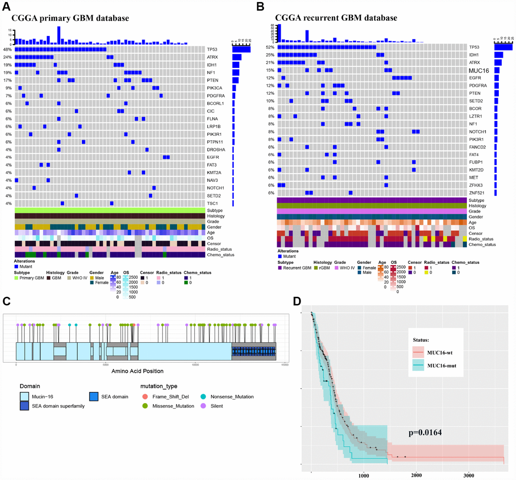 Multipoint sequencing provides a new map of mutations. (A–B) Genes that were mutated in the patient cohort were detected in CGGA primary and recurrent GBM WES databases. (C) MUC16 mutations in the TCGA database. (D) Survival curves of patients carrying wild type and mutant MUC16.