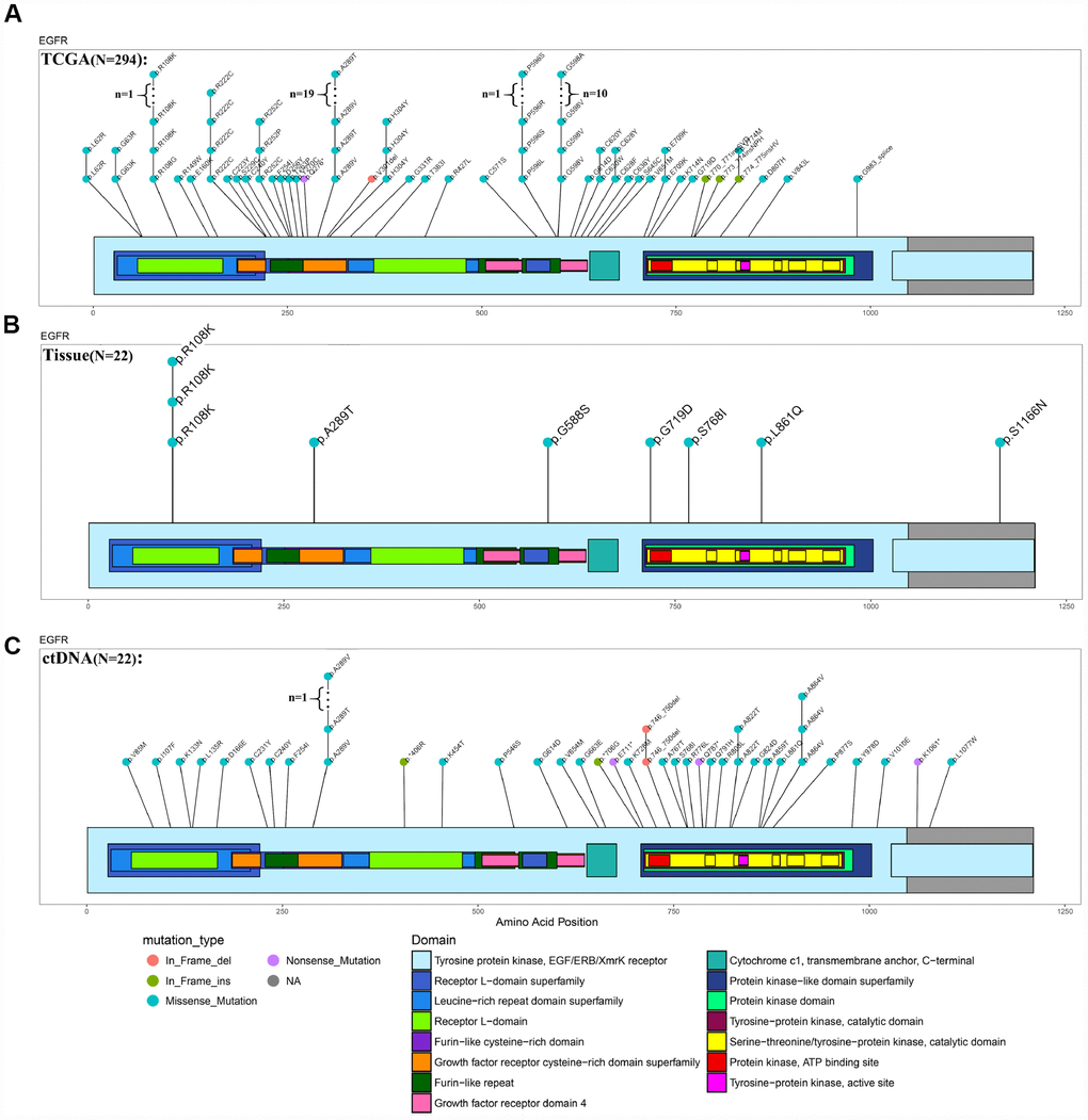 Comparison of EGFR mutations identified using ctDNA and tumor DNA sequencing. (A–C) Mutation hotspots of EGFR mutations present in the TCGA database, patient tissue WES data and ctDNA testing results.