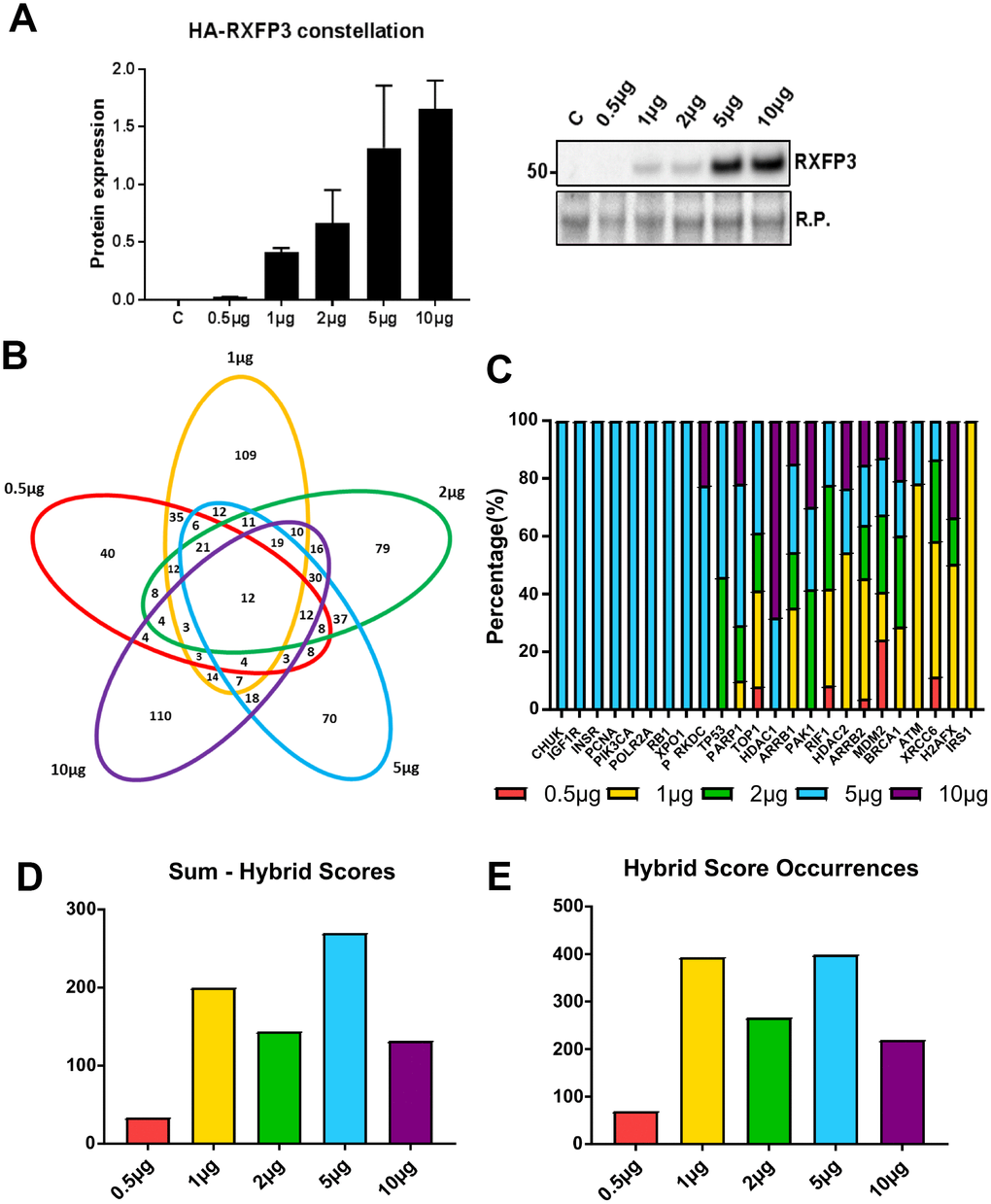 5 μg of RXFP3 overexpression indicates a role in the DNA damage response. (A) Western blot validation of the differential overexpression curve for RXFP3-HA (n=3). We see a clear increase of RXFP3-HA signal with an increased level of transfections. (B) We then selected the proteins unique to each overexpression level using a InteractiVenn for further investigation, obtaining the following percentages of uniquely-regulated proteins: 0.5 μg RXFP3 21.8% unique; 1 μg RXFP3 – 37.2% unique; 2 μg RXFP3 26.6% unique; 5 μg RXFP3 25.2% unique; 10 μg RXFP3 40.8% unique. (C) Applying protein-protein interaction (PPI) pattern analysis through Enrichr, we were able to show a strong representation for DNA damage repair and energy metabolism-related proteins across the different RXFP3 expression ranges. We also observed a strongest PPI dataset enrichment for DNA damage response proteins for the 5 μg RXFP3 expression level. (D–E) We next calculated the number of input dataset proteins associated with the target PPI database protein multiplied by the negative log10 of the enrichment probability, or hybrid score. We see that for the (D) sum and the (E) total sum of hybrid score occurrences, the enrichment for DDR-associated factors was shown to be most profound for the 5 μg RXFP3 level.