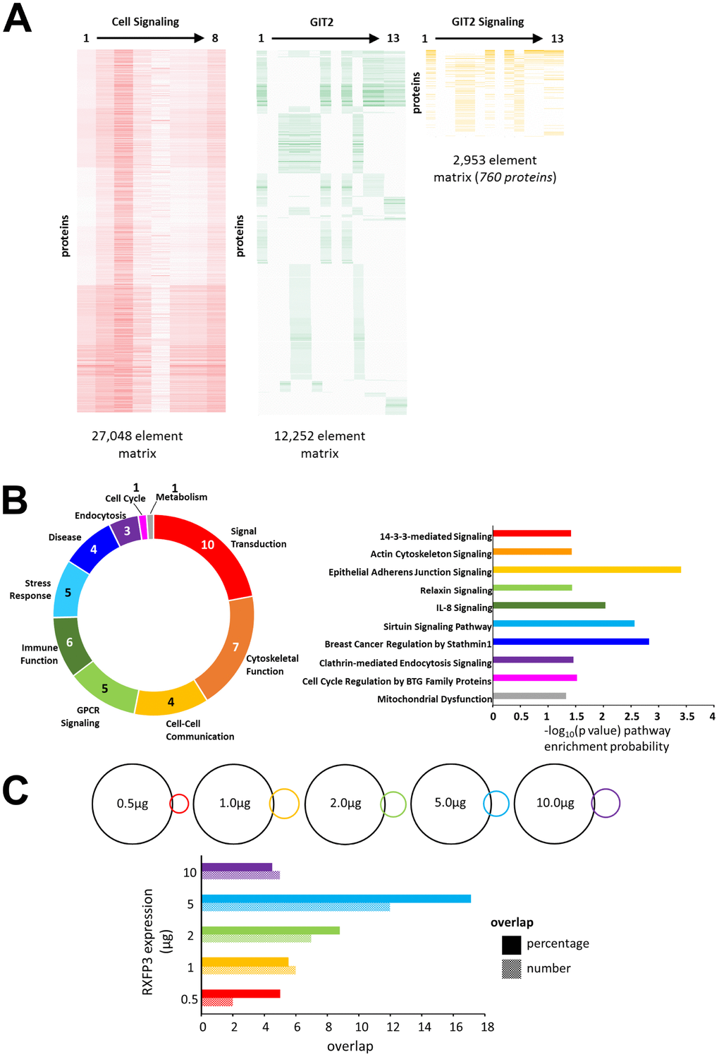 RXFP3 constellation comparison to a theoretical GIT2-Cell signaling dataset. (A) To further investigate the role for RXFP3 as a controller for GIT2, we created a GIT2-specific signaling set, comprised out of 760 proteins, by investigating the intersection dataset between ‘Cellular Signaling’ and ‘GIT2’ associated text matrices. (B) Analysis of this theoretical GIT2-signaling set using canonical signaling pathway analysis shows a strong recollection of the known GIT2 signaling capacities. But interestingly some other novel functionalities were also apparent such as Sirtuin Signaling and Relaxin Signaling. (C) Lastly, we investigated which overexpression level of the RXFP3 constellation showed a potential GIT2-associated bias. Calculating both the numerical and percentage overlap, we found that the strongest intersection with the theoretical GIT2-signaling set was clear with the 5 μg RXFP3 level.