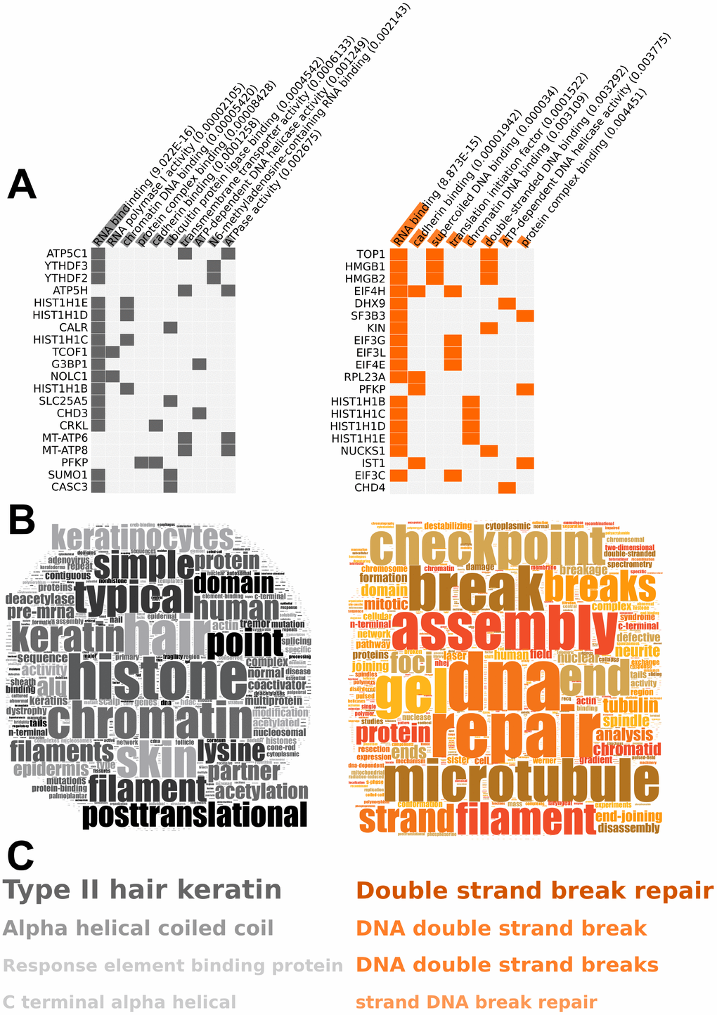 RXFP3 constellation, differential overexpression of RXFP3 indicates a role in DNA damage response. (A–C) The results from the bioinformatic analysis of 0.5 μg RXFP3-HA (Left, grey), and 5 μg RXFP3-HA overexpression (Right, orange) using (B) Gene Ontology through Enrichr [50]; (C) Wordcloud generation and (D) phrase frequency counting (WriteWords) of the words and noun-phrases extracted from Textrous! [54]. Here we see that a different overexpression level of RXFP3, indicates a different role of RXFP3, where with 0.5 μg RXFP3 we see a role in translation, and chromatin structure, while for 5 μg RXFP3 overexpression a role for DNA damage response and repair.