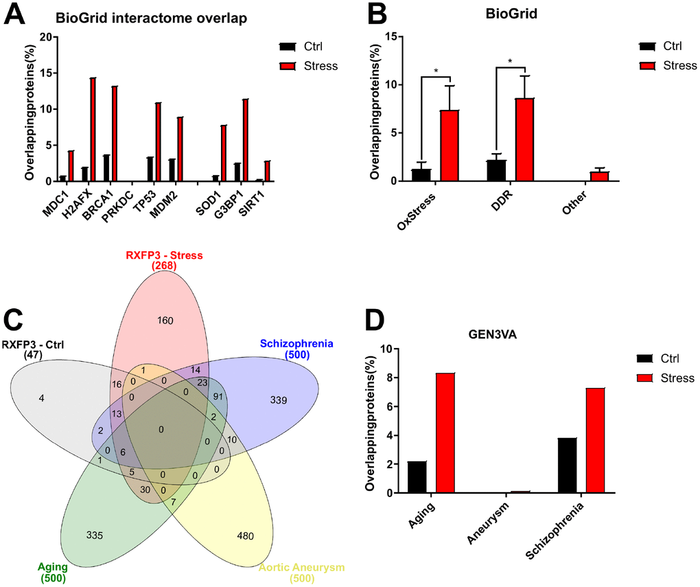 RXFP3 interactome analysis using BioGRID extracted interactomes and GEN3VA extracted signatures, a first indication of a role in Aging. Using the BioGRID database (http://www.thebiogrid.org) the interacting proteins of several known oxidative stress and DNA damage proteins were extracted, and assembled into specific interactomes. (A) Here we show the number of overlapping proteins between the unstressed RXFP3 interactome (Ctrl; black) versus the stressed interactomes (combined both the response to oxidative stress and DNA damage, Stress; Red) and the interacting proteins of DNA damage response/repair proteins (MDC1, H2AFX, BRCA1, PRKDC, TP53, MDM2) and oxidative stress proteins (SOD1, G3BP1, SIRT1). We see that while the RXFP3 interactome in control conditions already shows overlap, this overlap is considerably increased under stress. (B) When we assemble the interactomes of the oxidative stress and DNA damage proteins separately, Ox Stress and DDR, respectively, we again see this greater overlap for the RXFP3 “stress” interactome. When this was repeated for three proteins unrelated to oxidative stress, DNA damage or aging (other), we did not see this overlap. (C) Next, GEN3VA (http://amp.pharm.mssm.edu/gen3va/) was used to extract protein signatures pertaining to aging, which is of most interest to us, schizophrenia, of which we hypothesize RXPF3 might be a controlling factor, and as a negative control we extracted protein signatures for aortic aneurysm, where we suspect RXFP3 is not associated with at all. The overlap was visualized using InteractiVenn (http://www.interactivenn.net). (D) The overlapping proteins were then visualized in a bar chart, showing the large differences between “ctrl” and the “stress” interactomes of RXFP3. In addition, we see nearly no overlap with the signature for aneurysm, a decent overlap for schizophrenia, and a large overlap with aging. This data not only indicates the large differences between RXFP3 in control versus RXFP3 in stress conditions, but that RXFP3 possible plays an important role in oxidative stress, DNA damage response and aging.