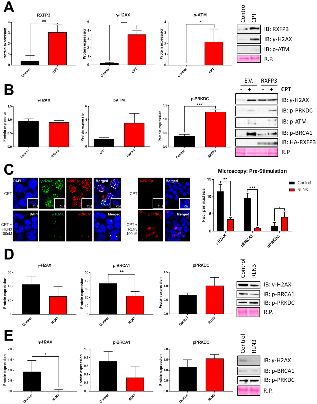 RXFP3 acts as a protective factor of DNA damage. (A) RXFP3 expression increases significantly with DNA damage caused by 10 μM CPT for 24 hours (n=3). Induction of DNA damage was validated using γ-H2AX and p-ATM. (B) Overexpression of RXFP3 compared to control (E.V.) elicits a specific response of DNA damage-associated proteins in unstressed stressed (CPT-treated) cells. Overexpression of the RXFP3, in the absence of CPT exposure, appears to prepare the cell for stress responsivity as this results in the activation of BRCA1 (p-BRCA1), PRKDC (p-PRKDC), ATM (p-ATM) and H2AX (γ-H2AX). However, we also see a decrease in activation compared to control (E.V.) transfected cells after stress of these proteins, indicating that the RXFP3 potentially facilitates DNA damage repair (n=3). (C) RXFP3 stimulation using RLN3 (100 nM, 1 and 2 hours prior to stress induction using 10 μM CPT), directly affects the number of γ-H2AX, pBRCA1 and pPRKDC foci (n=30) using confocal microscopy, where we see a specific decrease in γ-H2AX, and p-BRCA1 foci, and an increase in PRKDC activation. (D) These results were also shown using immunoblotting (n=6). (E) Stimulating RXFP3 after stress induction (2 shots, 1 and 2 hours after 3h 10 μM CPT), here called post-stimulation, induced similar effects (n=6).