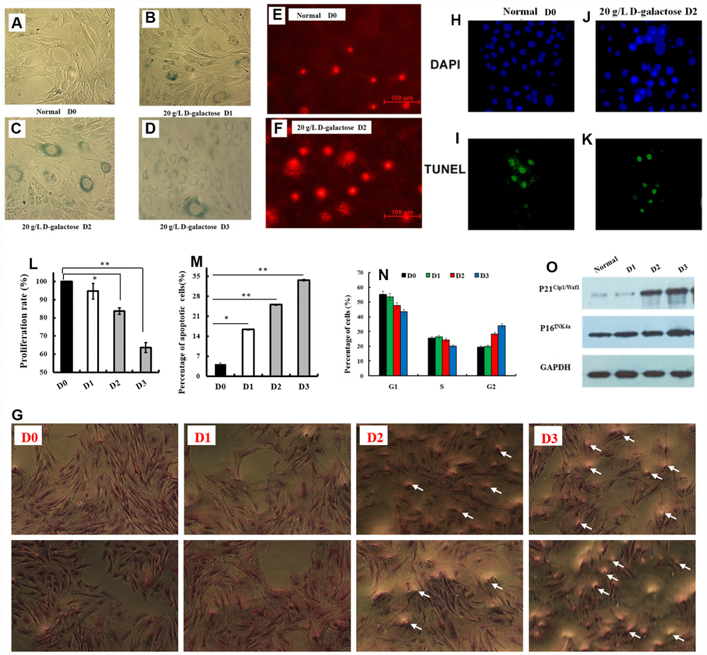 Senescent astrocyte establishment and identification. (A–D) The astrocyte were treated with 20 g/L of D-galactose for different continuous passage culture time, and the senescent cells rate (bule staining cells) was detected using β-galactosidase staining; (E, F) The cells were treated with 20g/L of D-galactose for continuous passage culture of two generations, and the damaged DNA fragments was detected by single cell gel electrophoresis; (H–K) TUNEL (Terminal-deoxynucleoitidyl Transferase Mediated Nick End Labeling) staining and DAPI (4',6-Diamidino-2-Phenylindole, Dihydrochloride) staining, DAPI stained all cells blue and TUNEL kits labeled apoptotic cells with green fluorescence; (L) The cell proliferation rate, (M) apoptosis rate and (N) cell cycle measurement after treated with 20 g/L of D-galactose for different continuous passage culture time; (O) Western blotting of P16INK4a and P21Cip1/Waf1 protein expressions; (P) The cell morphology with Giemsa staining at different time on the 20 g/L of D-galactose concentration. D0 (culture without 20 g/L D-galactose), D1 (culture in 20 g/L D-galactose for one generations) and D2 (culture in 20 g/L D-galactose for two generations) (Figure 2C, 2D), D3 (culture in 20 g/L D-galactose for three generations). Data are presented as the means±SD of 3 independent experiments. *p p vs. the control (normal or D0) group by one-way ANOVA, followed by the Holm-Sidak test.