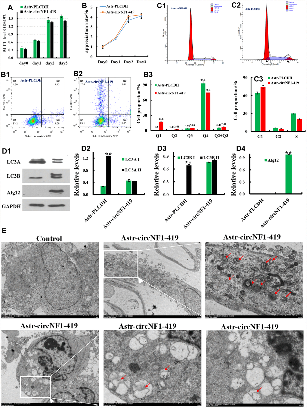 Essential roles of circ-NF1-419 on proliferation, apoptosis, cell cycle and autophagy test. Influence on astrocyte proliferation (A), apoptosis (B), and cell cycle (C); Western blot analysis (D) showed the levels of Atg12, LC3A, LC3B in over-expressing circNF1-419-transfected rat astrocytes; (E) Transmission electron microscopic imaging showing autolysosomes (arrows) and autophagosomes with double-membraned autophagic vacuoles (arrowheads) in over-expression circNF1-419-transfected rat astrocyte. Scale bar: 5μm and 2μm. Data are presented as the means±SD of 3 independent experiments. **p vs. the model group by one-way ANOVA, followed by the Holm-Sidak test.