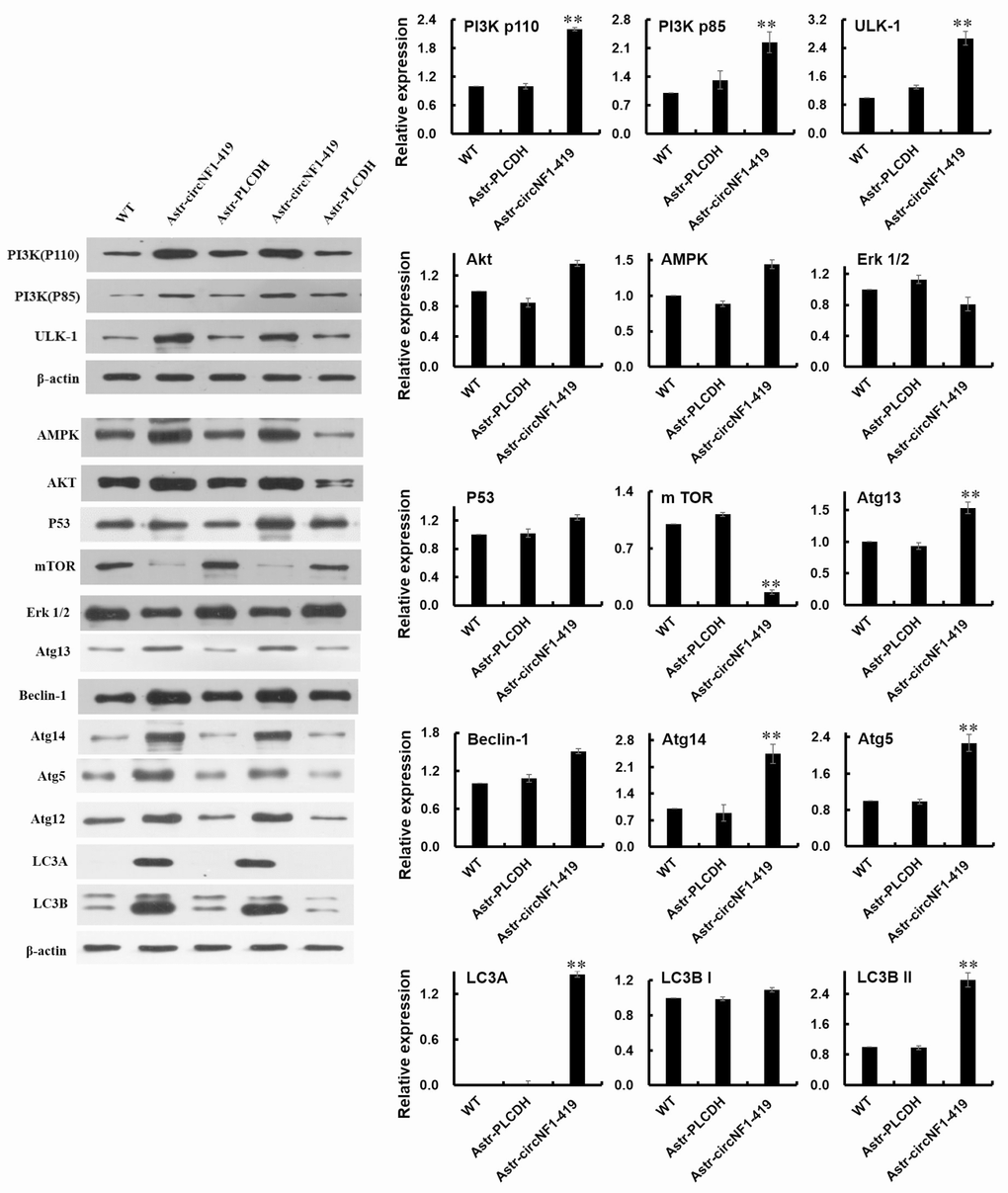CircNF1-419 participates in the regulation of autophagy in astrocyte. The expression of PI3Kp85, PI3Kp100, AMPK, Atg13, ULK1, Beclin-1, Atg14, Atg5, Atg12, LC3A, LC3B I and LC3B II proteins in the over-expressing circNF1-419-transfected rat astrocyte were measured by using western blotting. Data are presented as the means±SD of 3 independent experiments. **p vs. the WT by one-way ANOVA, followed by the Holm-Sidak test.