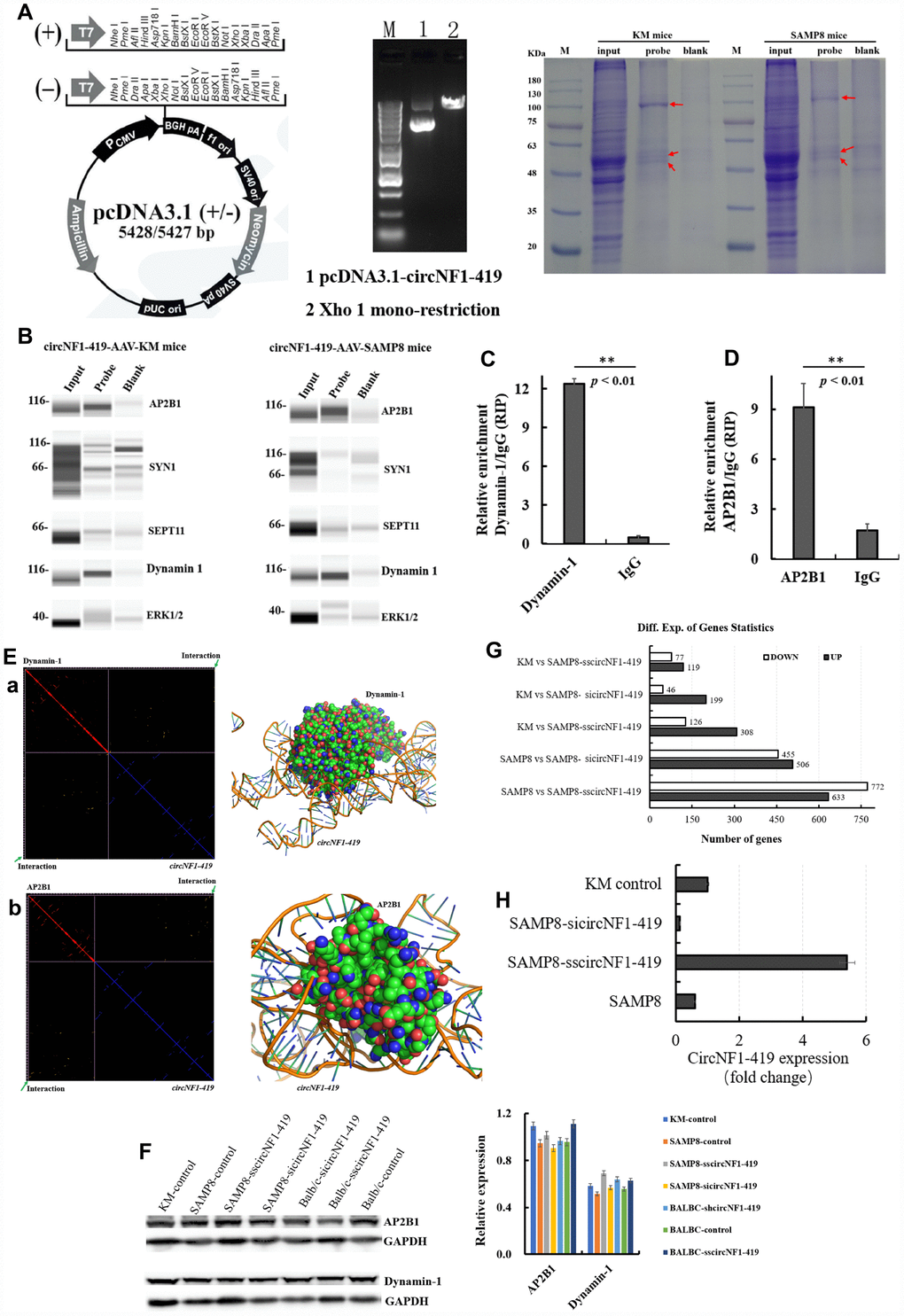 CircNF1-419 enhances autophagy by binding dynamin-1 and AP2B1 protein in vivo.circNF1-419 can pull-down dynamin-1 and AP2B1 protein (A, B), the proteins of dynamin-1 and AP2B1 quantified using Wes™ and the Simple Western from ProteinSimple; and RNA binding protein immunoprecipitation assay showed that the dynamin-1 and AP2B1 protein can pull down the circNF1-419 (C, D); the computer-aided molecular simulation demonstrated that the dynamin-1 and AP2B1 protein binds the circNF1-419 (E); the expression of dynamin-1 and AP2B1 protein in the whole brain tissues (F); CircNF1-419 improves the brain transcriptome in AD mice (G); CircNF1-419 levels in AAV viral transduction system with RNA interference and separately an over-expressing circNF1-419 (H). Data are presented as the means±SD of 3 independent experiments. **p vs. the model group by one-way ANOVA, followed by the Holm-Sidak test.