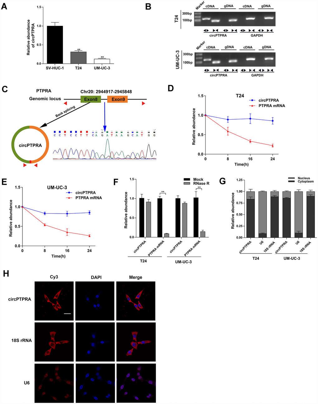 Characterization of circPTPRA in BC cell lines. (A) Expression of circPTPRA in normal SV-HUC-1 cells and two BC cell lines (T24 and UM-UC-3). (B) Gel electrophoresis of qRT-PCR products resulting from divergent and convergent primers. GAPDH was used as internal control. (C) Schematic diagram depicting the circPTPRA’s origin from exons 8 and 9 of the PTPRA gene. Sanger sequencing confirmed the back-splicing junction site (blue arrow). (D, E) Analysis of PTPRA mRNA and circPTPRA by qRT-PCR in BC cell lines after actinomycin D treatment. (F) PTPRA mRNA and circPTPRA levels measured by qRT-PCR after RNase R treatment in BC cell lines. (G) Cellular localization of circPTPRA in BC cell lines, as assessed by cytoplasmic and nuclear fractionation assay. (H) FISH assay of indicating the cellular distribution of circPTPRA in UM-UC-3 cells. Scale bar=50μm. Data are presented as mean ± SD. *P **P 