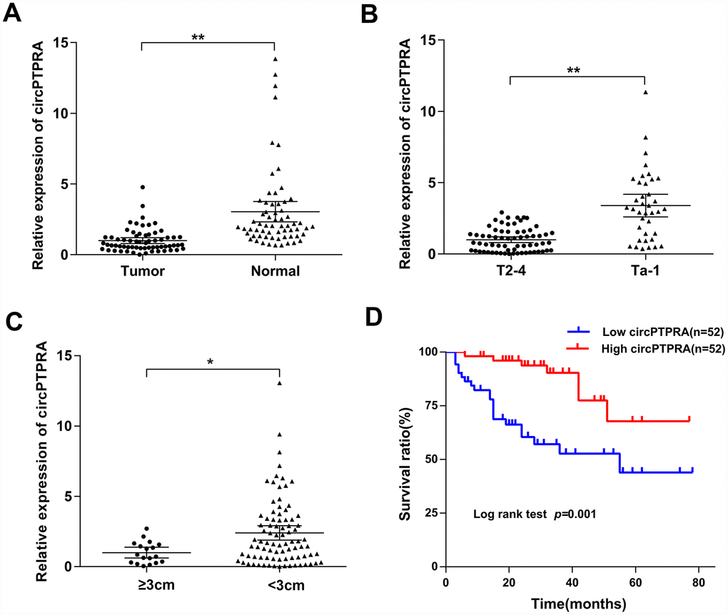 Expression of circPTPRA in human BC specimens. (A) Relative expression of circPTPRA in BC samples and matched adjacent normal tissues (Wilcoxon matched-pairs signed rank test). (B) Relative expression of circPTPRA according to BC clinical T stage (Mann-Whitney U test). (C) Expression of circPTPRAaccording to BC clinical tumor size (Mann-Whitney U test). (D) Kaplan-Meier analysis of overall survival in BC patients. Data are presented as the mean and 95% CI. *P**P 