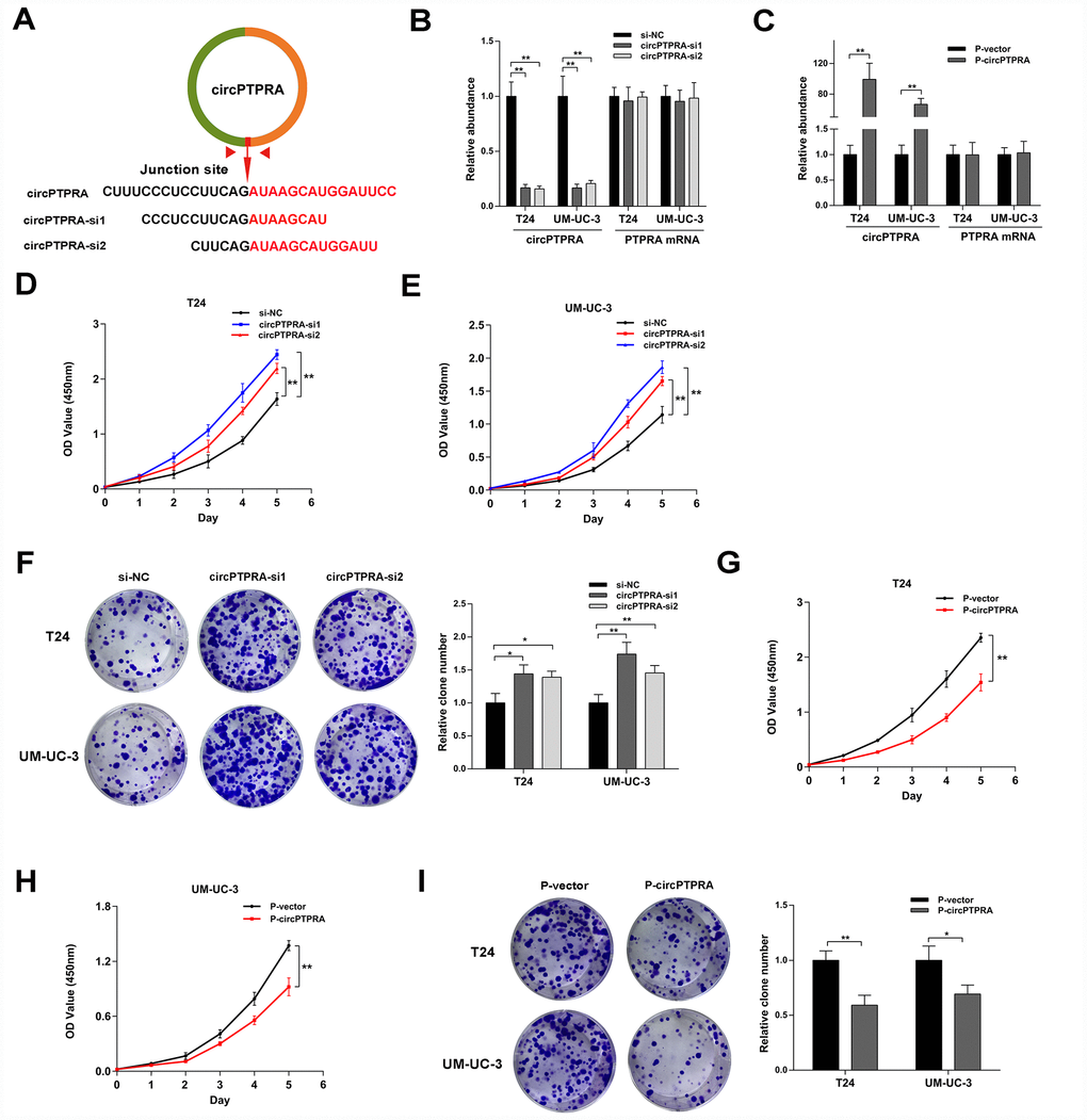 CircPTPRA inhibits the proliferation of BC cells. (A) Design of siRNAs targeting circPTPRA. (B, C) Expression of circPTPRA in BC cell lines after siRNAs treatment and lentivirus transfection. (D–F) Effects of circPTPRA silencing on BC cell proliferation measured through CCK-8 and colony formation assays. (G–I) Effects of circPTPRA overexpression on BC cell proliferation detected by CCK-8 and colony formation assays. Data are presented as the mean ± SD of three experiments. *P**P