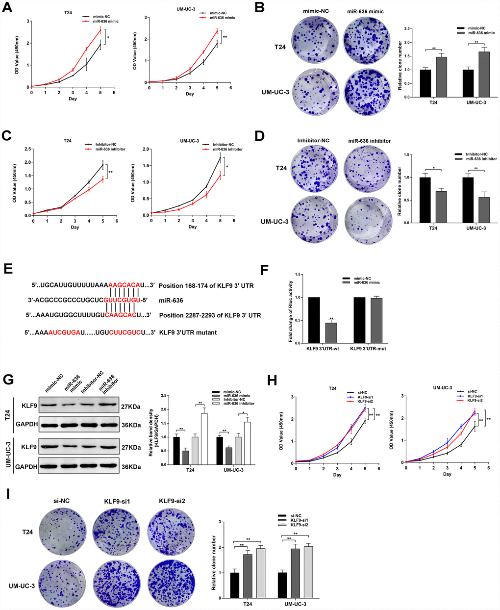 MiR-636 promotes proliferation in BC cell lines. (A–D) Results of cell proliferation and colony formation assays in BC cell lines transfected with miR-636 mimic and miR-636 inhibitor. (E) Schematic diagram depicting the interaction of miR-636 and the 3’UTR of KLF9 mRNA. (F) Luciferase reporter assay results in BC cells co-transfected with miR-636 and KLF9 3’UTR. (G) Expression of KLF9 detected by western blot in BC cells transfected with miR-636 mimic and miR-636 inhibitor. (H, I) Results of CCK-8 and colony formation assays on BC cell lines transfected with KLF9 siRNAs. Data are presented as the mean ± SD of three experiments. *P **P 