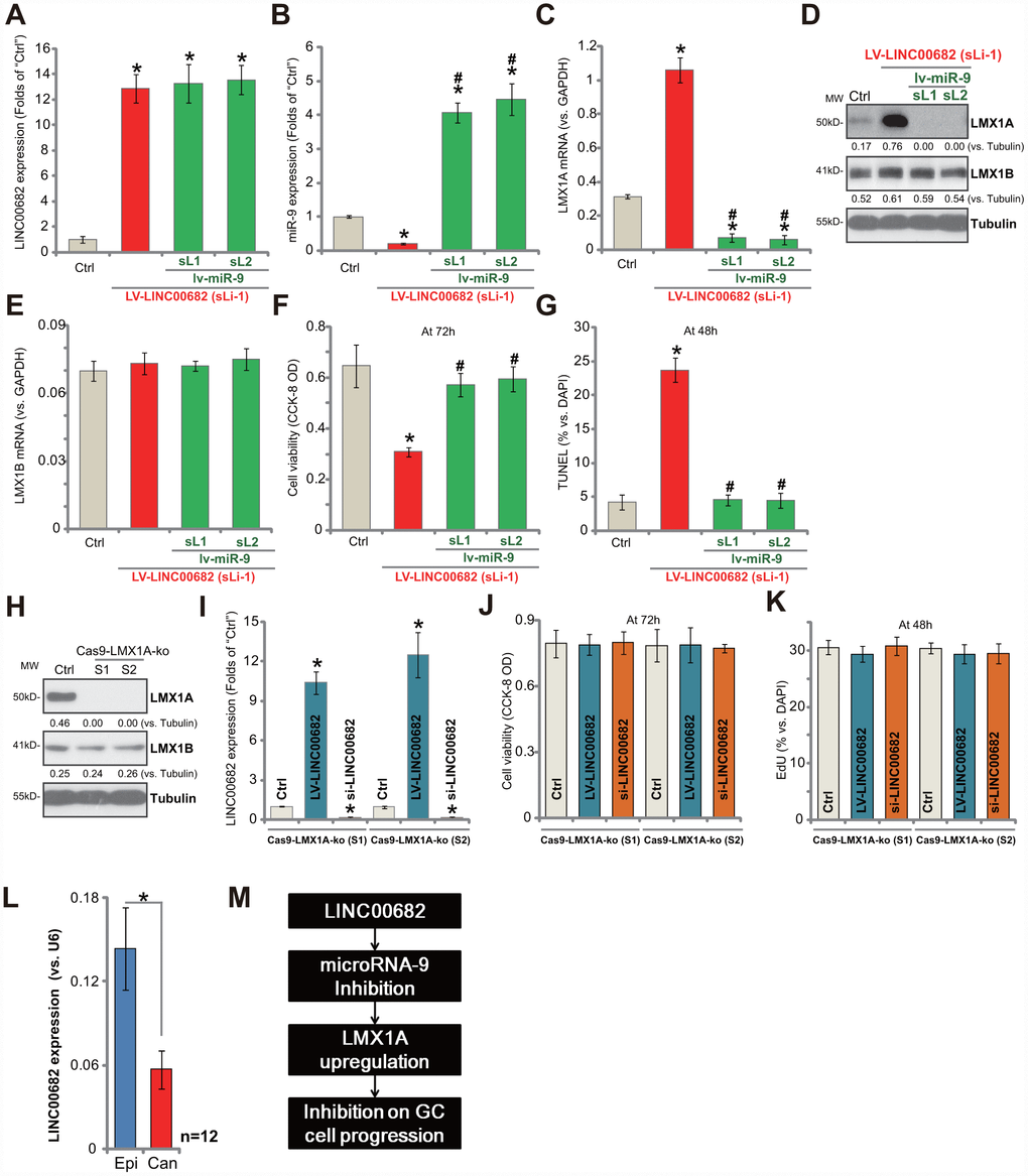 LINC00682 inhibits AGS cell progression via targeting miR-9-LMX1A axis. AGS cells were infected with LINC00682-expressing lentivirus (“LV-LINC00682”), following puromycin selection the stable cells were established. The stable cells (“sLi-1”) were further infected with pri-miR-9-expressing lentivirus (“lv-miR-9”) for 24h, following puromycin selection two stable lines were obtained (“sL1/ sL2”); In the cells expression of LINC00682 (A), miR-9 (B), LMX1A mRNA (C), listed proteins (D) and LMX1B mRNA (E) was tested; Cells were further cultured for applied time, and cell viability (F) and apoptosis (G) were tested by the appropriate assays. AGS cells were transfected with the lenti-CRISPR/Cas9 LMX1A knockout constructs with non-overlapping sgRNA sequences (“S1/S2”), following FACS sorting and puromycin selection two stable lines were obtained (“Cas9-LMX1A-ko”). LMX1A and LMX1B expression was tested (H). LV-LINC00682 or LINC00682 siRNA (500 nM) were transfected to the Cas9-LMX1A-ko AGS cells (“S1/S2”) for 72h, LINC00682 expression (I), cell viability (J) and proliferation (K) were tested. Expression of LINC00682 in twelve (n=12) human GC tissues (“Can”) and matched surrounding normal epithelial tissues (“Epi”) was tested by qPCR, and results were normalized to U6 RNA (L). The proposed signaling pathway of this study (M). Listed proteins were quantified and normalized to the loading control (D and H). For each assay, n=5 (five dishes or wells, except for L). *P vs. “Ctrl” cells. #P vs. cells without “lv-miR-9” (B, C, E–G). *P L). Experiments in this figure were repeated three times, and similar results were obtained.