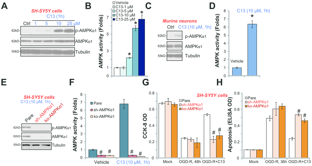 C13 activated AMPK signaling in SH-SY5Y neuronal cells and primary neurons. SH-SY5Y human neuronal cells (A–B) or the primary murine hippocampal neurons (C and D) were treated with applied concentration of compound 13 (“C13”) for 1h, expression of listed proteins in total cell lysates were shown (A and C); The AMPK activities were also tested (B and D). The stable SH-SY5Y cells with AMPKα1 shRNA (“sh-AMPKα1”) and CRISPR/Cas-9 AMPKα1-KO construct (“ko-AMPKα1”), as well as the parental control cells (“Pare”), were treated with C13 (10 μM) for 1h, expression of listed proteins (E) and AMPK activities (F) were tested. The cells were pretreated with C13 (10 μM) for 2h, followed by OGD-R stimulation for applied time periods, cell viability and apoptosis were tested by CCK-8 assay (G) and Histone DNA ELISA assay (H), respectively. Bars stands for mean ± standard deviation (SD, n=5). * pvs. “Mock” cells. #pvs. parental control cells. Each experiment was repeated four times with similar results obtained.