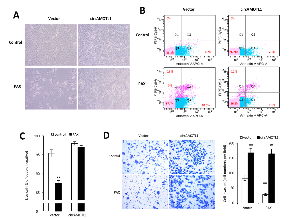 Effect of circAMOTL1 overexpression on PAX treatment. MDA-MB-231 cells stably transfected with vector control or circAMOTL1 were treated with 1 μg/ml PAX for 24 hours. (A) Cells morphological changes upon PAX treatment. (B) Cell apoptosis upon PAX treatment. Cells were stained with Annexin V/PI double staining followed by FACS analysis. Experiments were performed in triplicate. (C) Quantitation of double negative cells (alive cells). (D) Cell invasive ability upon PAX treatment was measured with Matrigel invasion assay. Experiments were performed in triplicate. **p##p