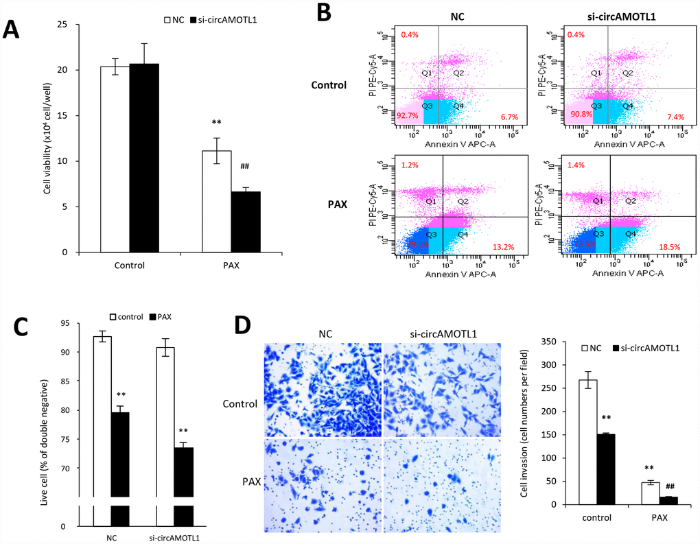 Effect of circAMOTL1 siRNA on PAX treatment. MDA-MB-231 cells transfected with negative control or circAMOTL1 siRNA (si-circAMOTL1) were treated with 1 μg/ml PAX for 24 hours. (A) Cell viability was detected after siRNA transfection upon PAX treatment. n=5. **p##pB) Cell apoptosis upon PAX treatment was stained with Annexin V/PI double staining followed by FACS analysis. Experiments were performed in triplicate. (C) Quantitation of double negative cells (alive cells). (D) Cell invasive ability upon PAX treatment was measured with matrigel invasion assay. Experiments were performed in triplicate. **p##p
