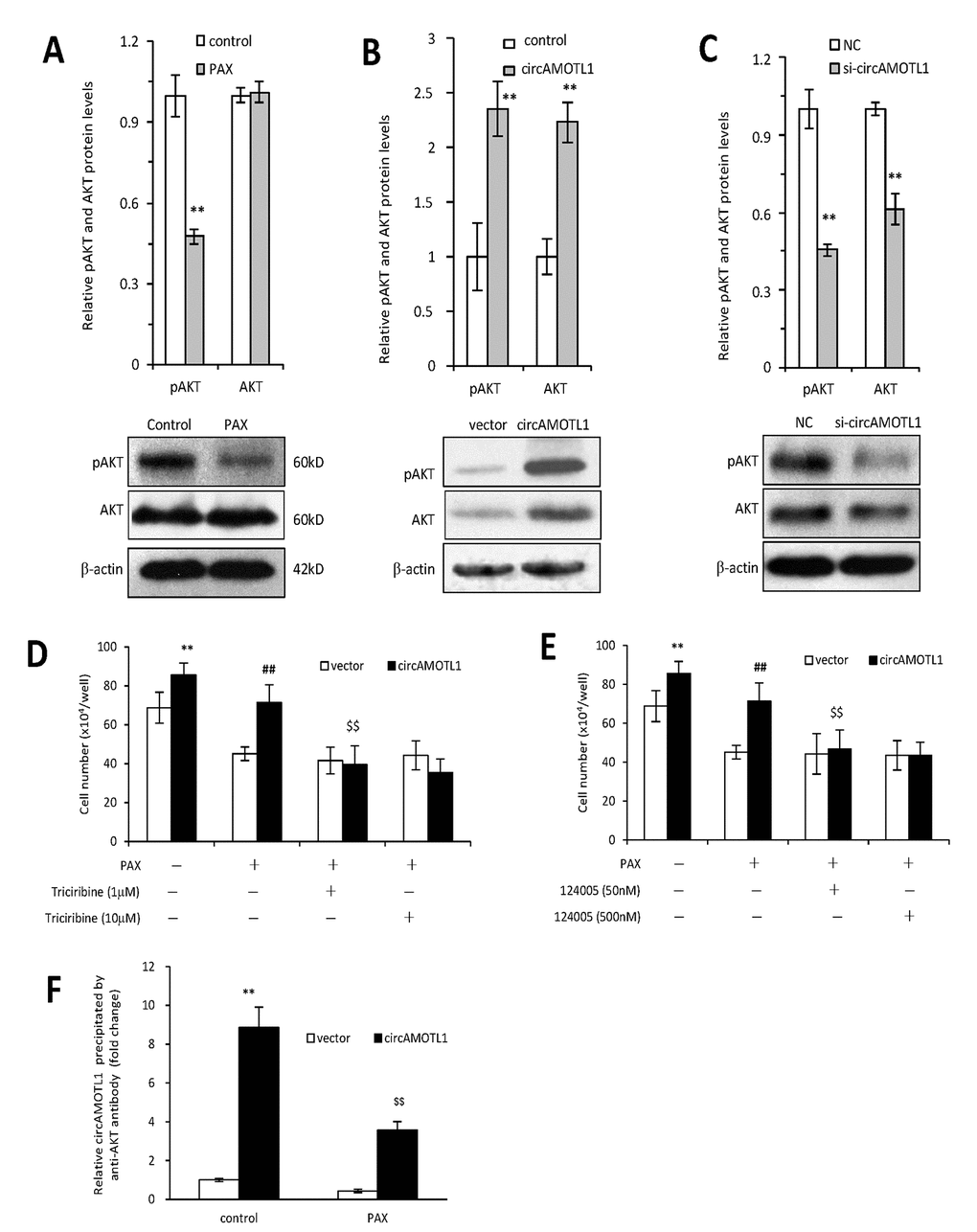 Role of AKT in circAMOTL1 mediated drug resistance. (A) Upper, the protein expression of AKT and phosphorylated AKT were detected in PAX treated MDA-MB-231 cells and quantified. Lower, typical Western blots are shown. (B) Upper, the protein expression of AKT and phosphorylated AKT were detected in vector control and circAMOTL1 transfected cells. Lower, typical Western blots are shown. (C) Upper, the protein expression of AKT and phosphorylated AKT were detected in negative control and circAMOTL1 siRNA transfected cells. Lower, typical Western blots are shown. (D) AKT inhibitor Triciribine was used at the concentrations of 1 and 10 μM to block the effect of AKT pathway, and cell viability was measured. n=8. **p##p$$pE) AKT inhibitor, 124005, was used at the concentrations of 50 and 500 nM to block the effect of AKT pathway, and cell viability was measured. n=8. **p##p$$pF) The circAMOTL1 expression after immunoprecipitation with phosphorylated AKT antibody (Ser473) in PAX treated MDA-MB-231 cells. n=4 **p$$p