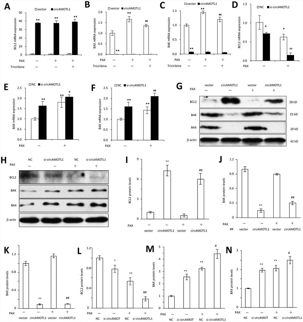 Effect of circAMOTL1 on apoptosis-associated genes. MDA-MB-231 cells transfected with or without circAMOTL1 plasmid were treated with PAX (1 μg/ml) for 24 hours. One group of PAX-treated cells were subjected to Triciribine (1 μM) treatment. The mRNA expression of BCL2 (A), BAX (B) and BAK (C) was detected with RT-PCR. n=4. **p##pD), BAX (E) and BAK (F) was detected with RT-PCR. n=4. *p#p##pG) The protein expression of apoptosis-associated proteins, such as BCL2, BAX and BAK was detected in vector control and circAMOTL1-transfected cells treated with or without PAX. (H) The protein expression of apoptosis-associated proteins BCL2, BAX and BAK was detected in negative control and circAMOTL1 siRNA-transfected cells treated with or without PAX. (I–K) Quantitation of the intensities of protein bands of BCL2 (I), BAK (J) and BAX (K) in Panel G. (L–N) Quantitation of the intensities of protein bands of BCL2 (L), BAK (M) and BAX (N) in Panel H.