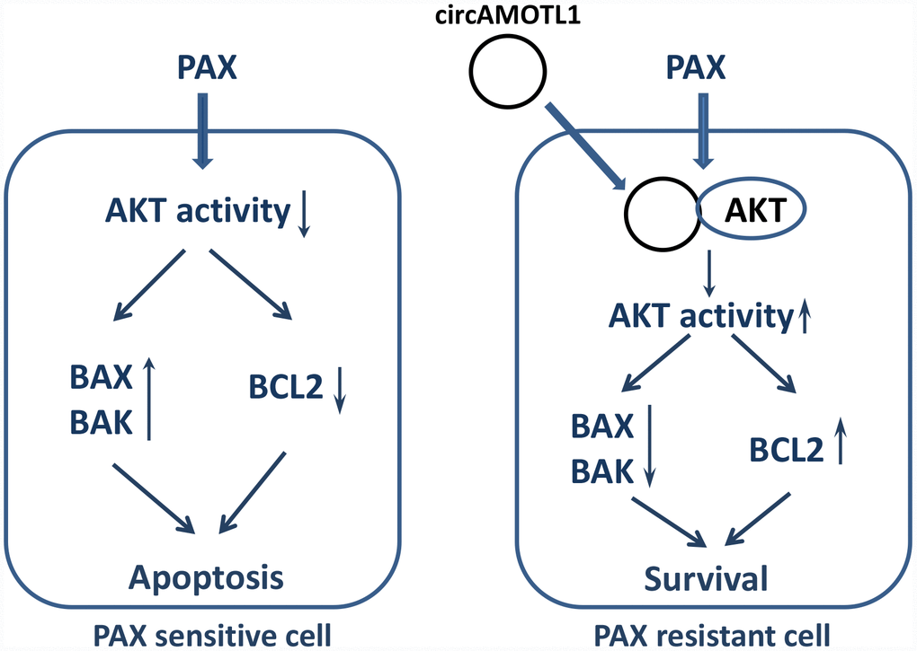 Proposed mechanism of PAX resistance via circAMOTL1.