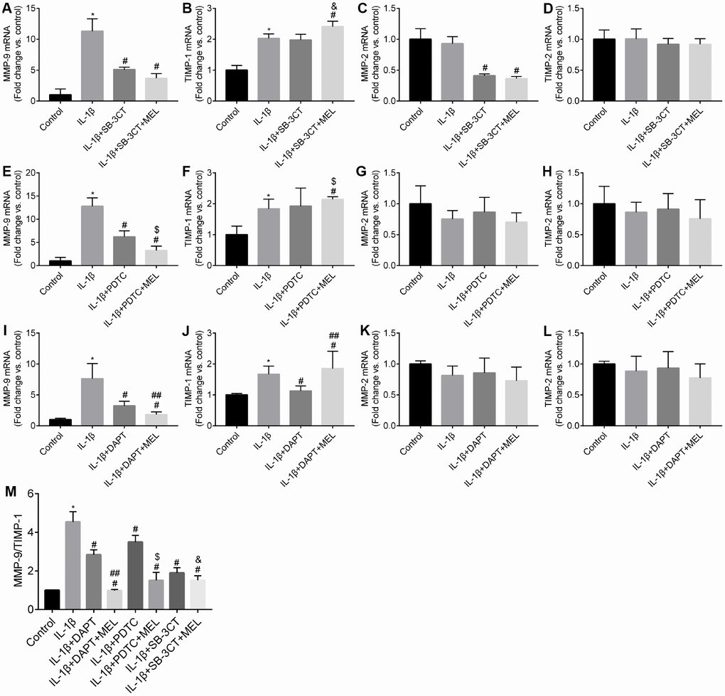 Melatonin inhibited NOTCH3 and MMP-9 but not MMP-2 gene expression, and increased TIMP-1 but not TIMP-2 gene expression in different culture conditions. Pericytes cultured in the Transwells were pretreated with IL-1β (10 ng/mL) for 24 h in serum-free medium with or without additional pretreatment with DAPT (10 μmol/L), PDTC (25 μmol/L), or WB-3CT (20 μmol/L), and in combination with melatonin (MEL, 10 μmol/L) for 30 min. (A–E) NOTCH3, MMP-2, MMP-9, TIMP-1, TIMP-2 gene expression levels were quantified in IL-1β-treated, IL-1β + DAPT, and IL-1β + DAPT + MEL groups compared with the control group. qRT-PCR data were normalized to GAPDH expression. (F–J) NOTCH3, MMP-2, MMP-9, TIMP-1, TIMP-2 gene expression levels were quantified in IL-1β-treated, IL-1β + PDTC and IL-1β + PDTC + MEL groups compared with the control group. (K–O) NOTCH3, MMP-2, MMP-9, TIMP-1, TIMP-2 gene expression levels were quantified in IL-1β-treated, IL-1β + SB-3CT and IL-1β + SB-3CT + MEL groups compared with the control group. (P) The ratio of MMP9/TIMP1 relative transcript levels. Results are presented as the mean ± SD, n = 3. *p #p ##p $p &p 
