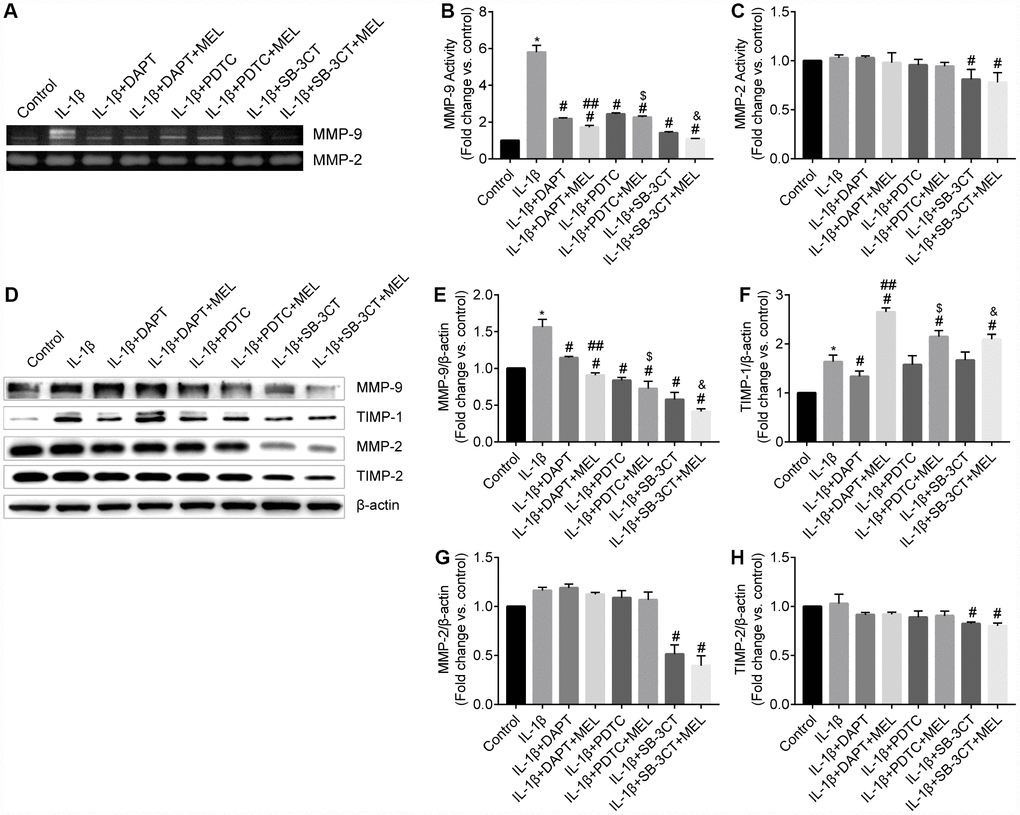 Melatonin inhibited MMP-9 but not MMP-2 activity and protein levels and increased TIMP-1 but not TIMP-2 protein levels. (A) MMP-9 and MMP-2 activities were measured using gelatin zymography analysis in different groups. (B–C) MMP-2 and MMP-9 activities were quantified by densitometry analysis. (D) MMP-9, MMP-2, TIMP-1, and TIMP-2 protein levels were measured using western blot analysis. (E–H) MMP-9, MMP-2, TIMP-1, and TIMP-2 protein levels were quantified by densitometry analysis. Results are presented as the mean ± SD, n = 3. *p #p ##p $p &p 