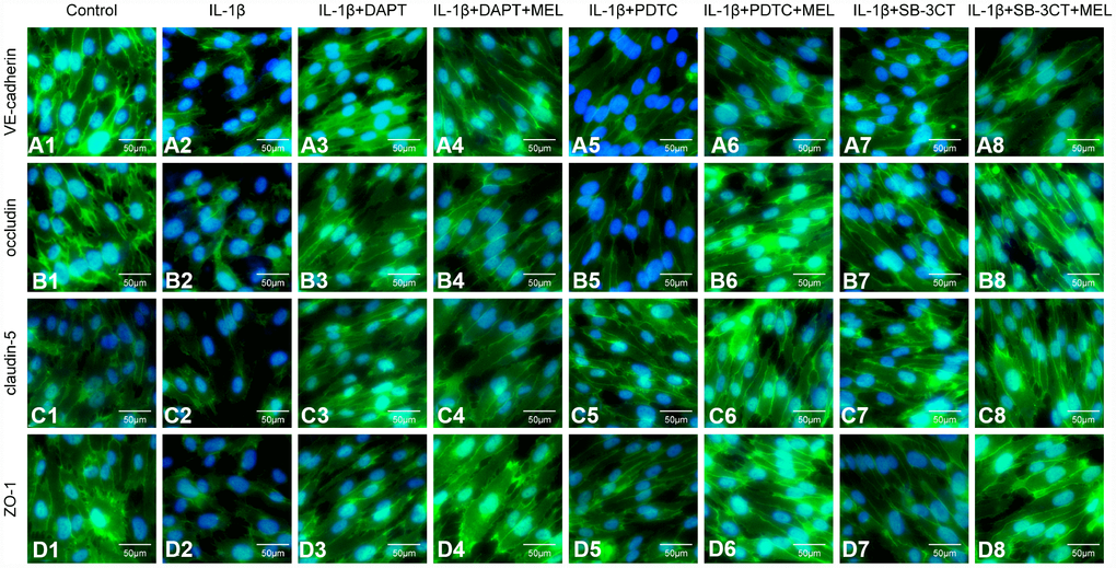Melatonin pretreatment ameliorates the effect of MMP-9 on the expression of VE-cadherin, occludin, claudin-5, and ZO-1 in the BBB in different treatment groups. Cells were treated as described in the Materials and methods for observation by immunofluorescence. (A1–A8) Immunofluorescence staining of VE-cadherin; (B1–B8) Immunofluorescence staining of occludin; (C1–C8) Immunofluorescence staining of claudin-5; (D1–D8) Immunofluorescence staining of ZO-1.