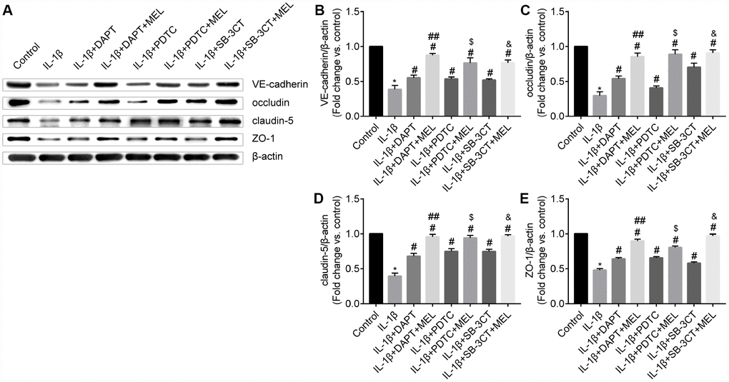 Melatonin pretreatment reduces the effect of MMP-9 on the expression of VE-cadherin, occludin, claudin-5, and ZO-1 in the BBB. (A) VE-cadherin, occludin, claudin-5 and ZO-1 protein levels were measured using western blot analysis. (B–C) VE-cadherin, occludin, claudin-5 and ZO-1 protein levels were quantified by densitometry analysis. Results are presented as the mean ± SD, n = 3. *p #p ##p $p &p 