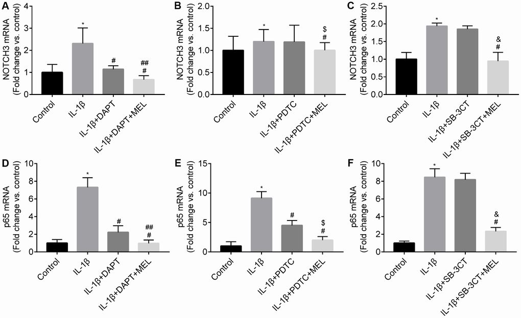 Melatonin inhibited NOTCH3 and p65 gene expression in different groups. Pericytes in the Transwell were pretreated with IL-1β (10 ng/mL) for 24 h in serum-free medium with or without pretreatment with DAPT (10 μmol/L), PDTC (25 μmol/L l) and WB-3CT (20 μmol/L), and in combination with melatonin (MEL, 10 μmol/L) for 30 min. (A–C) NOTCH3 mRNA levels were quantified in IL-1β-treated, IL-1β + DAPT/PDTC/SB-3CT, and IL-1β + DAPT/PDTC/SB-3CT + MEL groups compared with the control group. qRT-PCR data were normalized to GAPDH expression. (D–F) p65 mRNA levels were quantified in IL-1β-treated, IL-1β + DAPT/PDTC/SB-3CT, and IL-1β + DAPT/PDTC/SB-3CT + MEL groups compared with the control group. Results are presented as the mean ± SD, n = 3. *p #p ##p $p &p 