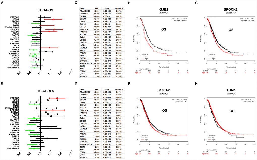Prognostic values of 26 candidate genes in ovarian cancer assessed by Kaplan-Meier plotter database. (A) Prognostic values (overall survival, OS) of the 26 key genes in TCGA ovarian cancer cohort. (B) Prognostic values (relapse free survival, RFS) of the 26 key genes in TCGA ovarian cancer cohort. Green bars indicate a favorable prognosis; red bars indicate an unfavorable prognosis; black bars represent no statistical significance. (C) The detailed information of (A). (D) The detailed information of (B). (E) The prognostic value of GJB2 in 223278