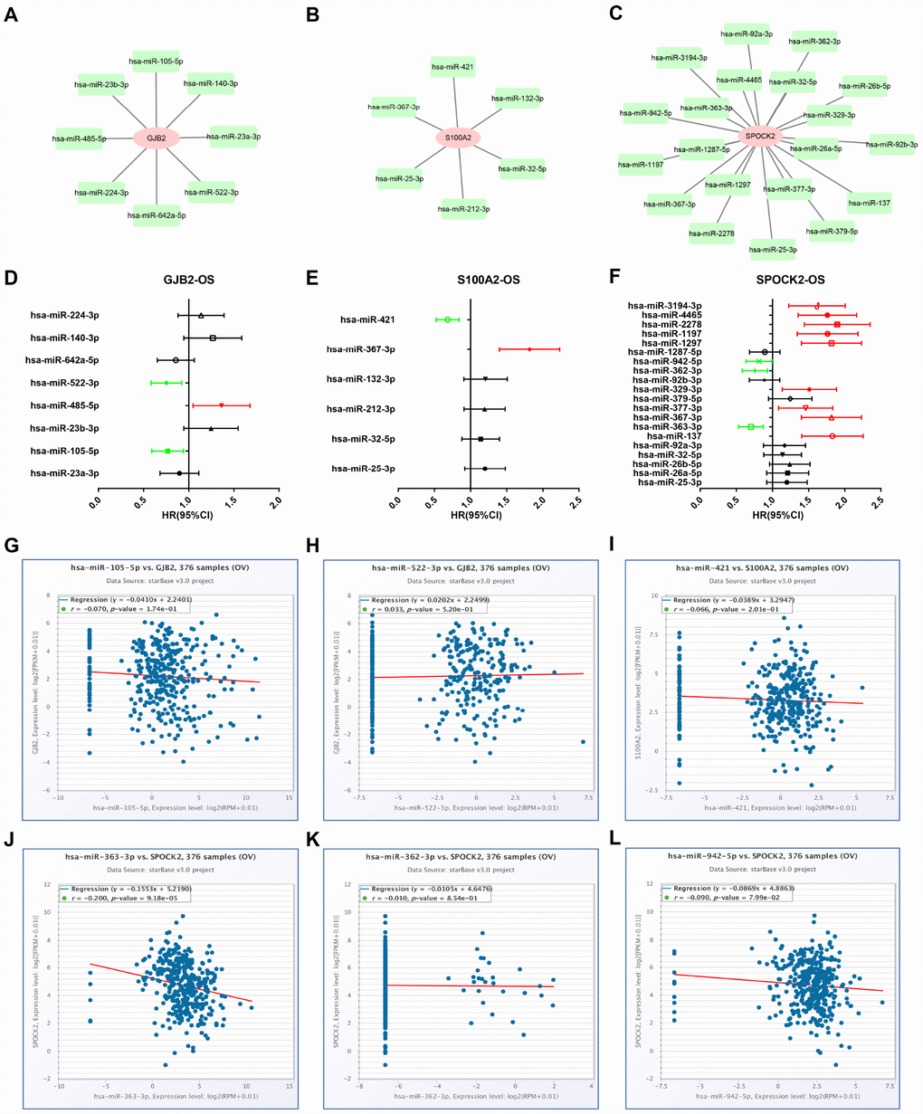 Identification of upstream potential miRNAs of GJB2, S100A2 and SPOCK2 by combination of miRNA prediction, survival analysis and correlation analysis. (A) The miRNA-GJB2 network established by Cytoscape. (B) The miRNA-S100A2 network established by Cytoscape. (C) The miRNA-SPOCK2 network established by Cytoscape. (D) Prognostic values (overall survival, OS) of potential upstream miRNAs of GJB2 in TCGA ovarian cancer cohort. (E) Prognostic values (overall survival, OS) of potential upstream miRNAs of S100A2 in TCGA ovarian cancer cohort. (F) Prognostic values (overall survival, OS) of potential upstream miRNAs of SPOCK2 in TCGA ovarian cancer cohort. Green bars indicate a favorable prognosis; red bars indicate an unfavorable prognosis; black bars represent no statistical significance. (G) The expression correlation of hsa-miR-105-5p and GJB2 in ovarian cancer. (H) The expression correlation of hsa-miR-522-3p and GJB2 in ovarian cancer. (I) The expression correlation of hsa-miR-421 and S100A2 in ovarian cancer. (J) The expression correlation of hsa-miR-363-3p and SPOCK2 in ovarian cancer. (K) The expression correlation of hsa-miR-362-3p and SPOCK2 in ovarian cancer. (L) The expression correlation of hsa-miR-942-5p and SPOCK2 in ovarian cancer.
