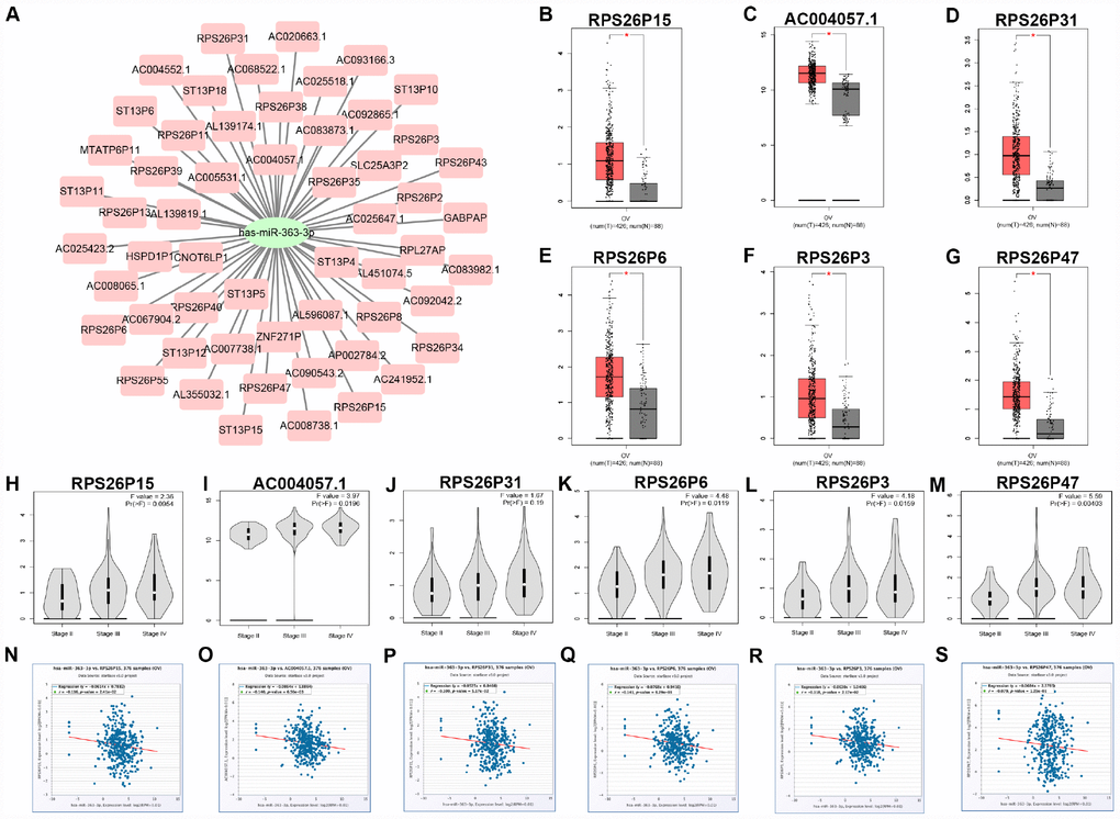 Identification of upstream potential pseudogenes of hsa-miR-363-3p in ovarian cancer. (A) The pseudogenes-hsa-miR-363-3p network constructed by Cytoscape. The expression levels of RPS26P15 (B), AC004057.1 (C), RPS26P31 (D), RPS26P6 (E), RPS26P3 (F) and RPS26P47 (G) in ovarian cancer compared with normal controls. “*” represents “P-value 2(TPM+1). TPM=Transcript per million. Expression differences of RPS26P15 (H), AC004057.1 (I), RPS26P31 (J), RPS26P6 (K), RPS26P3 (L) and RPS26P47 (M) among various major stage in ovarian cancer. P-value N) The expression correlation of hsa-miR-363-3p and RPS26P15 in ovarian cancer. (O) The expression correlation of hsa-miR-363-3p and AC004057.1 in ovarian cancer. (P) The expression correlation of hsa-miR-363-3p and RPS26P31 in ovarian cancer. (Q) The expression correlation of hsa-miR-363-3p and RPS26P6 in ovarian cancer. (R) The expression correlation of hsa-miR-363-3p and RPS26P3 in ovarian cancer. (S) The expression correlation of hsa-miR-363-3p and RPS26P47 in ovarian cancer.