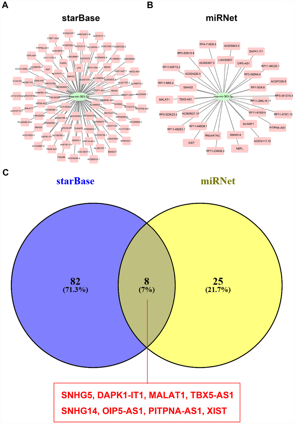 Screening upstream potential lncRNAs of hsa-miR-363-3p. (A) The potential lncRNAs of hsa-miR-363-3p predicted by starBase database. (B) The potential lncRNAs of hsa-miR-363-3p predicted by miRNet database. (C) 8 intersected lncRNAs (SNHG5, DAPK1-IT1, MALAT1, TBX5-AS1, SNHG14, OIP5-AS1, PITPNA-AS1 and XIST) from starBase and miRNet databases.
