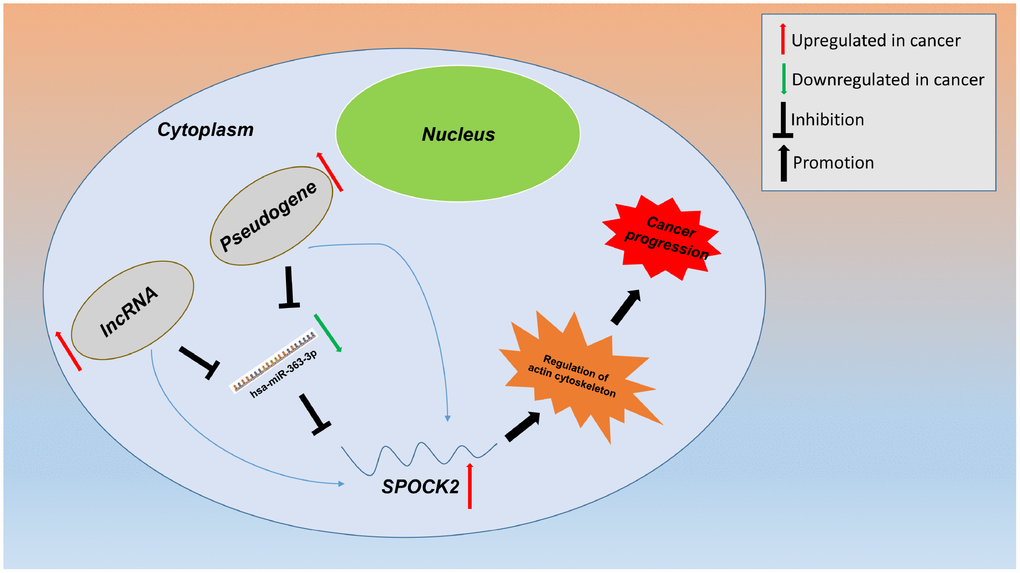 Model of the pseudogene/lncRNA-hsa-miR-363-3p-SPOCK2 network and its expression and potential roles in ovarian cancer progression.