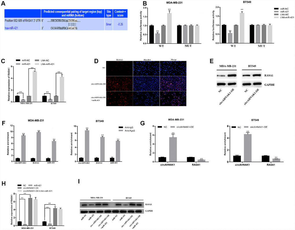 circAHNAK1 acts as a ceRNA to regulate RASA1. (A)Predicting the binding site of miR-421 in the RASA1-3′UTR region by TargetScan;(B) Luciferase assay after transfection with miR-421 mimics or inhibitor (C) Detection of RASA1 expression after miR-421 transfection by qRT-PCR; (D) Detection of RASA1 expression after transfection by immunofluorescence; (E)Detection of RASA1 expression after transfection by western blots. (F)Ago2-RIP assay showed enrichment of circAHNAK1, RASA1 and miR-421 on Ago2; (G) Ago2-RIP assay showed the effect of circAHNAK1 overexpression on RASA1 enrichment; (H) qRT-PCR detected RASA1 expression after transfection of circAHNAK1 and/or miR-421; (I)Western blots detected RASA1 expression after transfection of circAHNAK1 and/or miR-421;