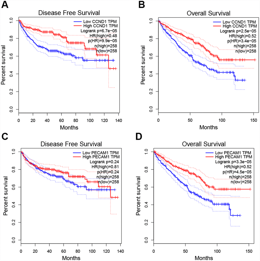 Univariate survival analysis of the hub genes was performed using the Kaplan-Meier curve. (A–B) The gene of CCND1 expression showed obviously significant better DFS and OS in ccRCC samples (Logrank P C–D) The expression of the PECAM1/CD31 gene showed a significantly better OS in the ccRCC sample, whereas there was no statistical difference in DFS. Abbreviation: DFS: disease-free survival; OS: overall survival; ccRCC: clear cell renal cell carcinoma.