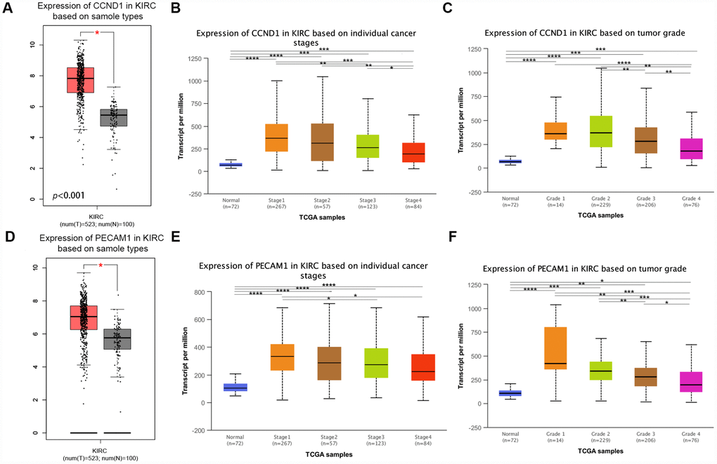 Transcriptional expression of CCND1 and PECAM1/CD31 in ccRCC tumor tissues and adjacent normal renal tissues. (A) Transcriptional level of CCND1 expression was found highly expressed in 533 ccRCC tissues compared with 72 normal tissues (pB) Transcriptional expression of CCND1 was significantly correlated with AJCC stages, patients who were in more mild stages tended to express higher mRNA expression of CCND1. (C) Transcriptional expression of CCND1 was significantly correlated with ISUP grade, patients who were in more mild grade score tended to express elevated mRNA exspression of CCND1. Highest mRNA expressions of CCND1 were found in stage 1 or grade 1. (D) Transcriptional level of PECAM1/CD31 expression was found highly expressed in 533 ccRCC tissues compared with 72 normal tissues (pE) Transcriptional expression of PECAM1/CD31 was significantly correlated with AJCC stages, patients who were in more mild stages tended to express higher mRNA expression of PECAM1/CD31. (F) Transcriptional expression of PECAM1/CD31 was significantly correlated with ISUP grade, patients who were in more mild grade score tended to express elevated mRNA expression of PECAM1/CD31. Highest mRNA expressions of PECAM1/CD31 were found in stage 1 or grade 1.