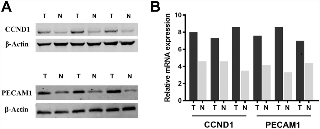Significantly elevated CCND1 and PECAM1/CD31 expression in human ccRCC tissues compared with normal tissues in (A) protein and (B) mRNA levels.