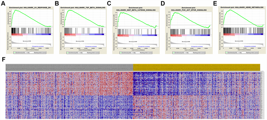 Significant CCND1-related genes and hallmarks pathways in ccRCC obtained by GSEA. A total of 100 significant genes were obtained by GSEA with positive and negative correlation. (A–E) The most involved significant pathways included hedgehog signaling, heme metabolism, PI3K/AKT/MTOOR signaling, TGF-β signaling, UV-response, and WNT/β/CATEMIN signaling. (F) Transcriptional expression profiles of the 100 significant genes were performed in a heat map.