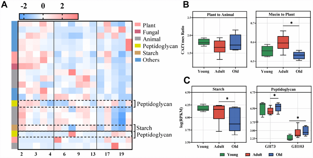 Age-related microbial functions in CAZymes and food utilization. Different CAZymes identified using LEfSe analysis of the metagenomic sequences (LDA>2.0). (A) Heatmap of the abundances of different CAZymes. CAZymes (raw) were sorted by taxa and enriched group, and samples (column) were sorted by age. The intensity of color (blue to red) indicates the score normalized abundance for each enzyme. (B) The ratio of CAZymes represented within the metagenomes related to plant and animal carbohydrate utilization (left) or the ratio of mucin glycan to plant carbohydrate utilization (right) in the cynomolgus macaques. The boxplot distributions were tested using the nonparametric two-sided Wilcoxon rank sum test. (C) Boxplot for the marked CAZymes in different age groups. Representative CAZymes were classified into pathways for starch (left) and microbial peptidoglycan (right). The abundances of different CAZymes were calculated by the log RPKM. LEfSe detected the features with significantly different abundances using the Kruskal–Wallis rank sum test, and LDA was performed to evaluate the effect size of each feature. *P